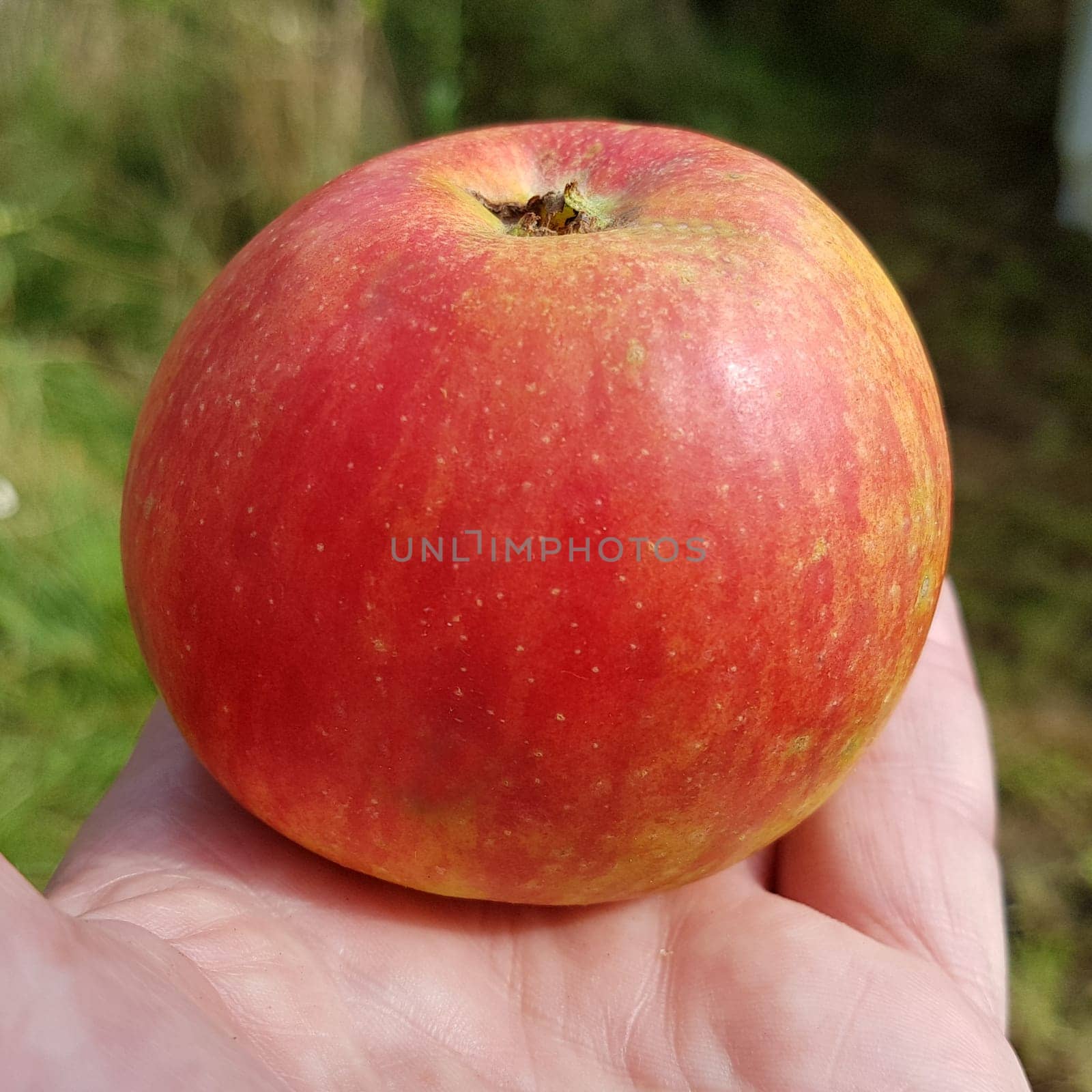 Alkmene, Apfel, Malus, domestica, Alte Apfelsorte