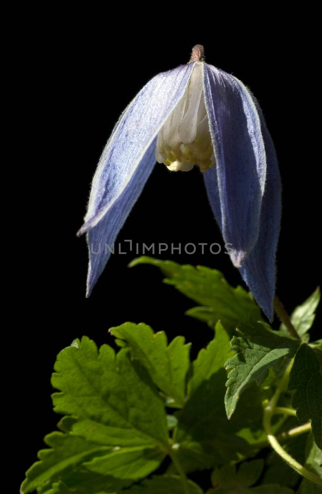 Alpen Clematis, Clematis alpina