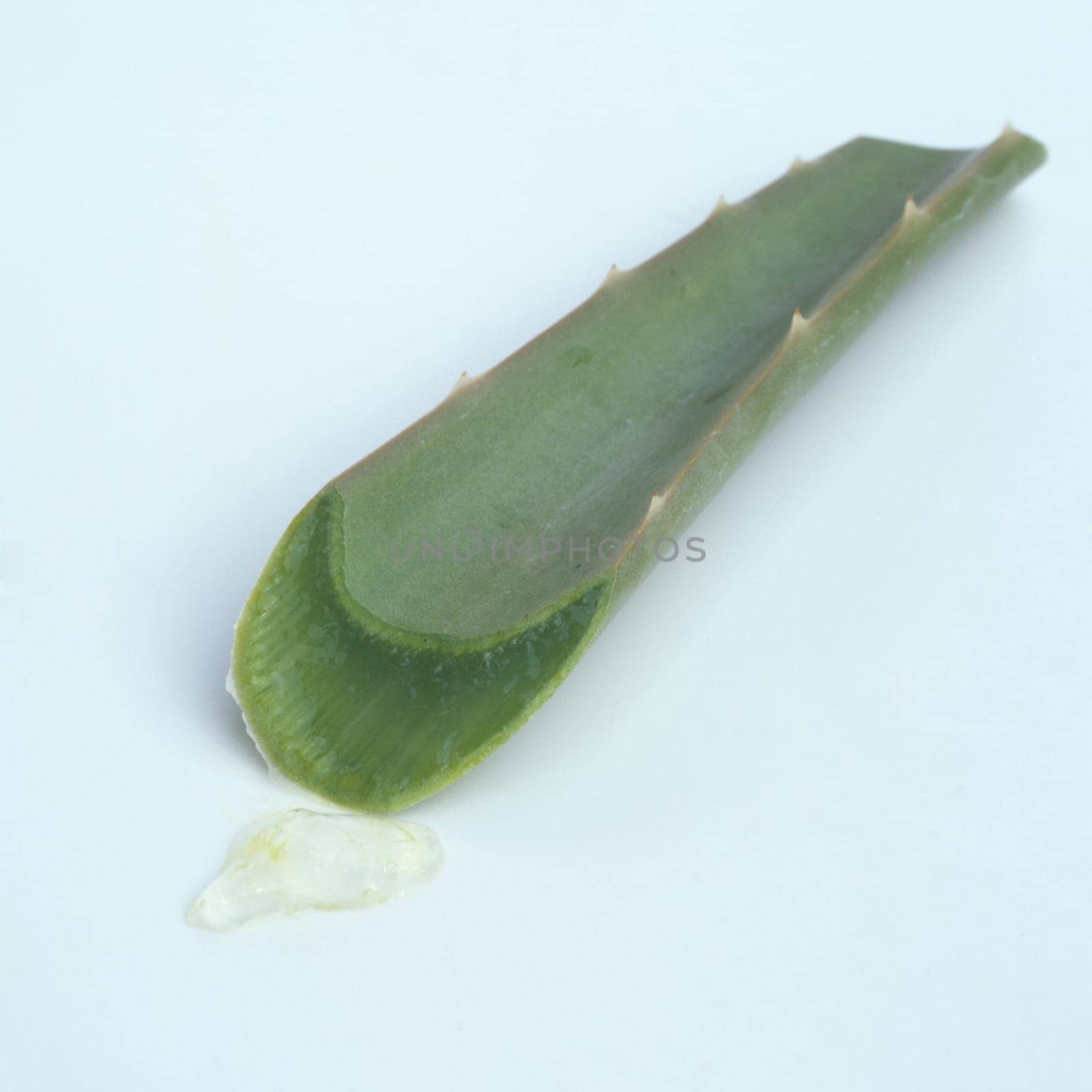 Aloe  Aloe Barbadensis