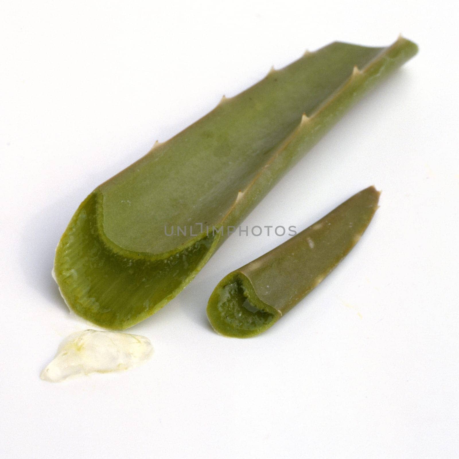 Aloe, Aloe Barbadensis Aloe Vera, Dickblattgewaechs, Heilpflanzen
