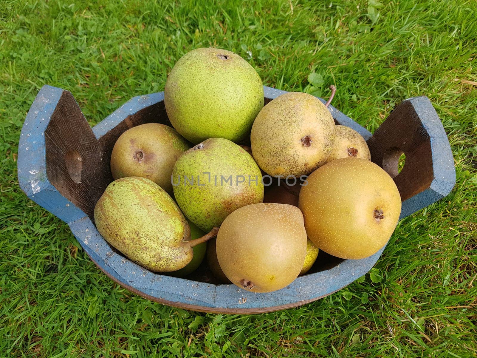 Alte Birnensorten, Birnen, verschiedene, Pyrus communis