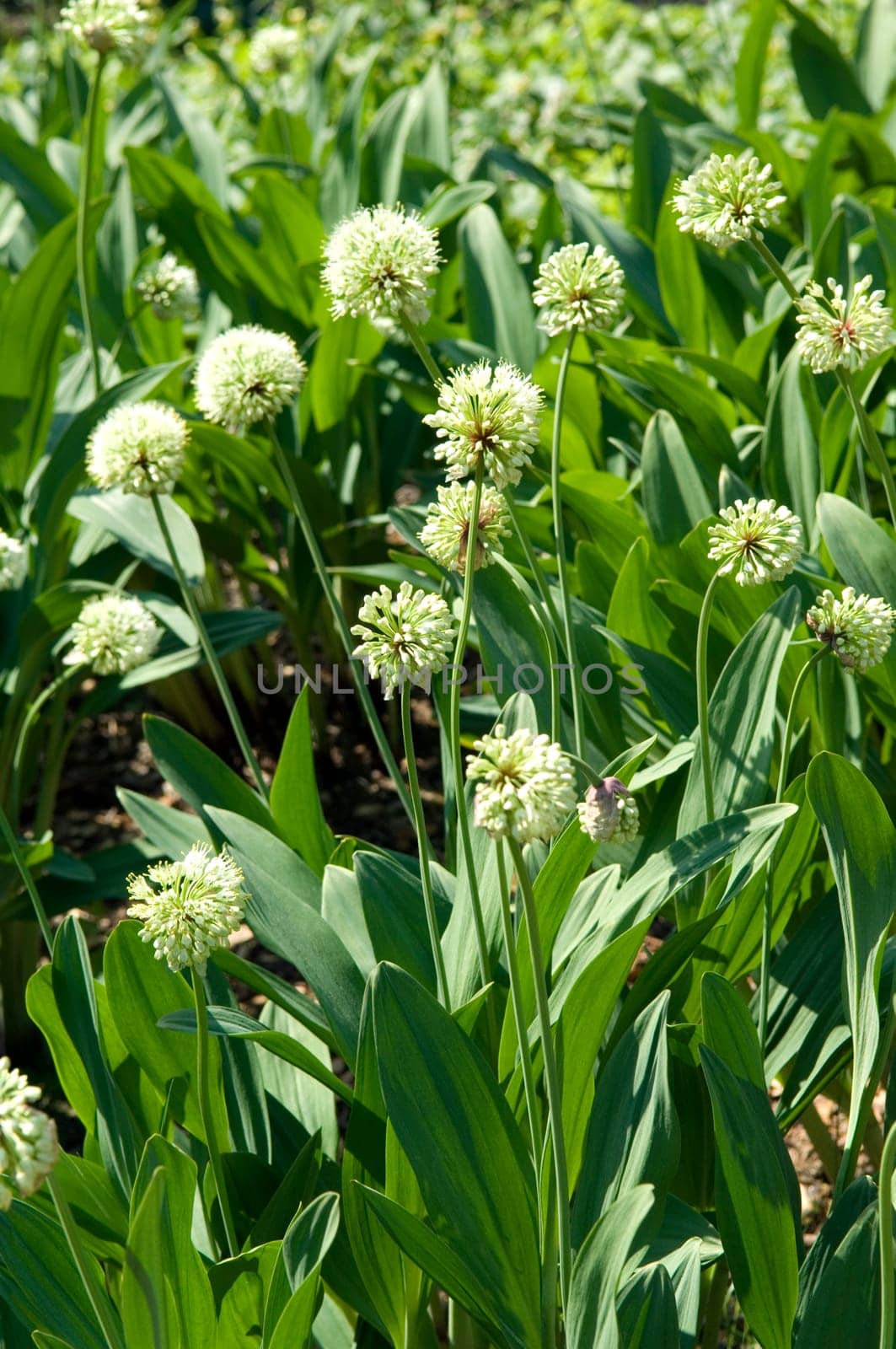 Allermannsharnisch  Allium victorialis