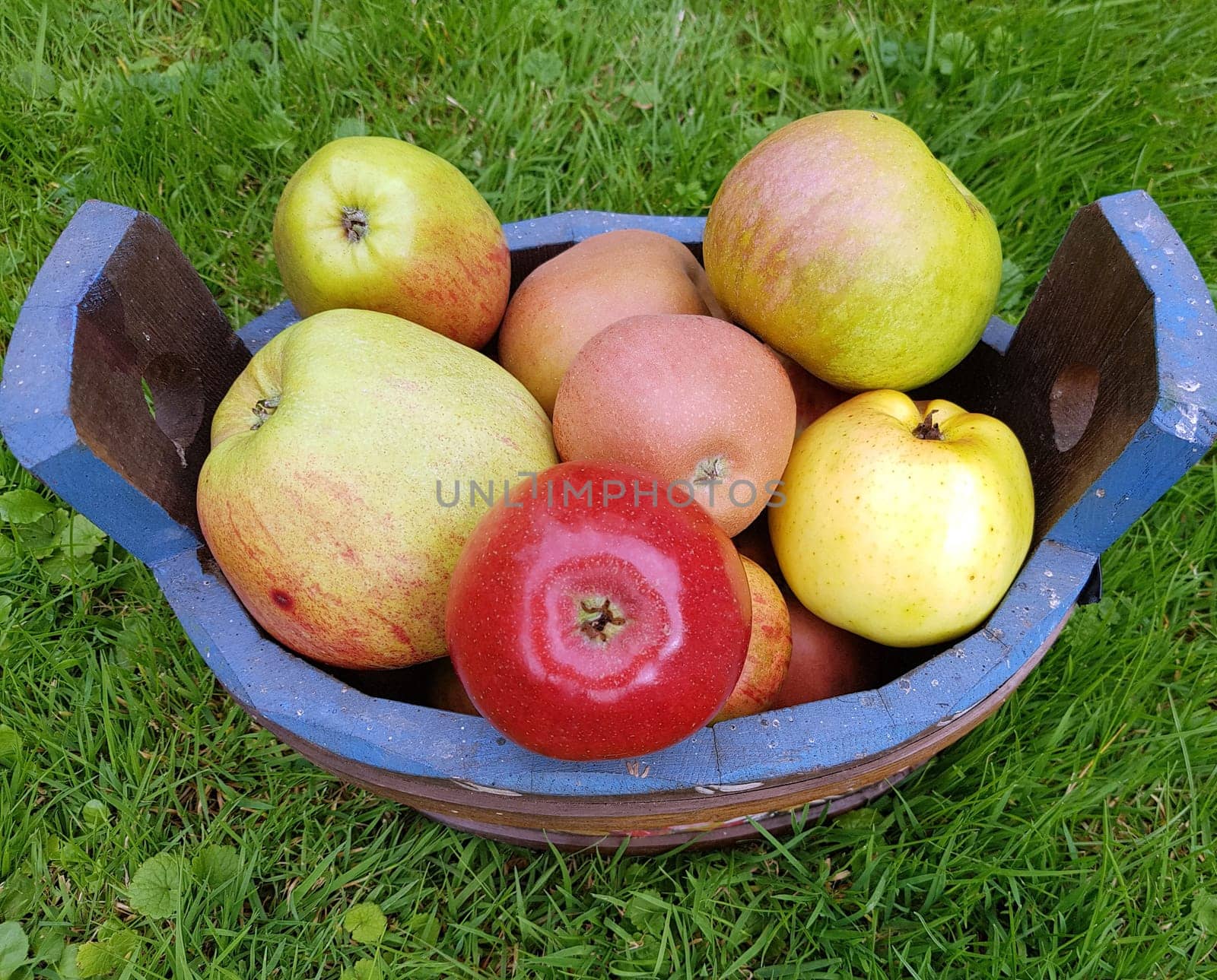 Alte Apfelsorten, verschiedene, Apfel, Malus, domestica, Aepfel