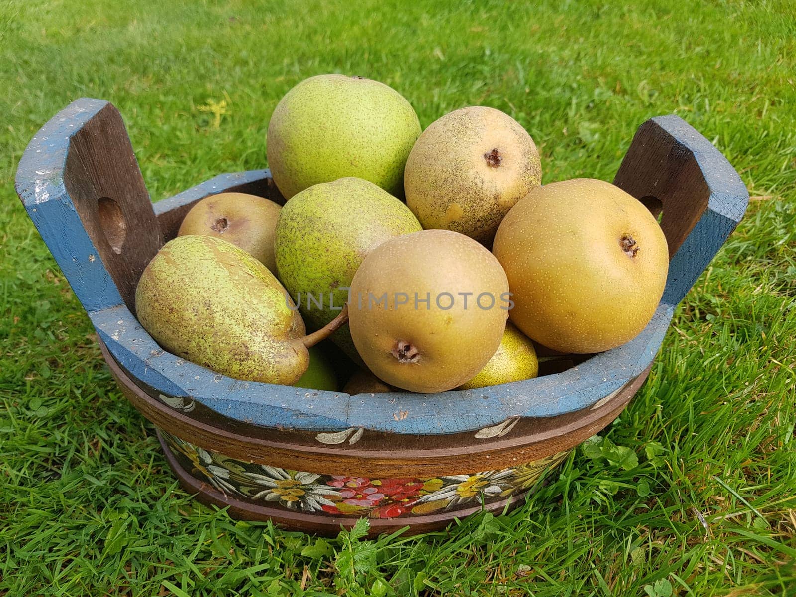 Alte Birnensorten, Birnen, verschiedene, Pyrus communis