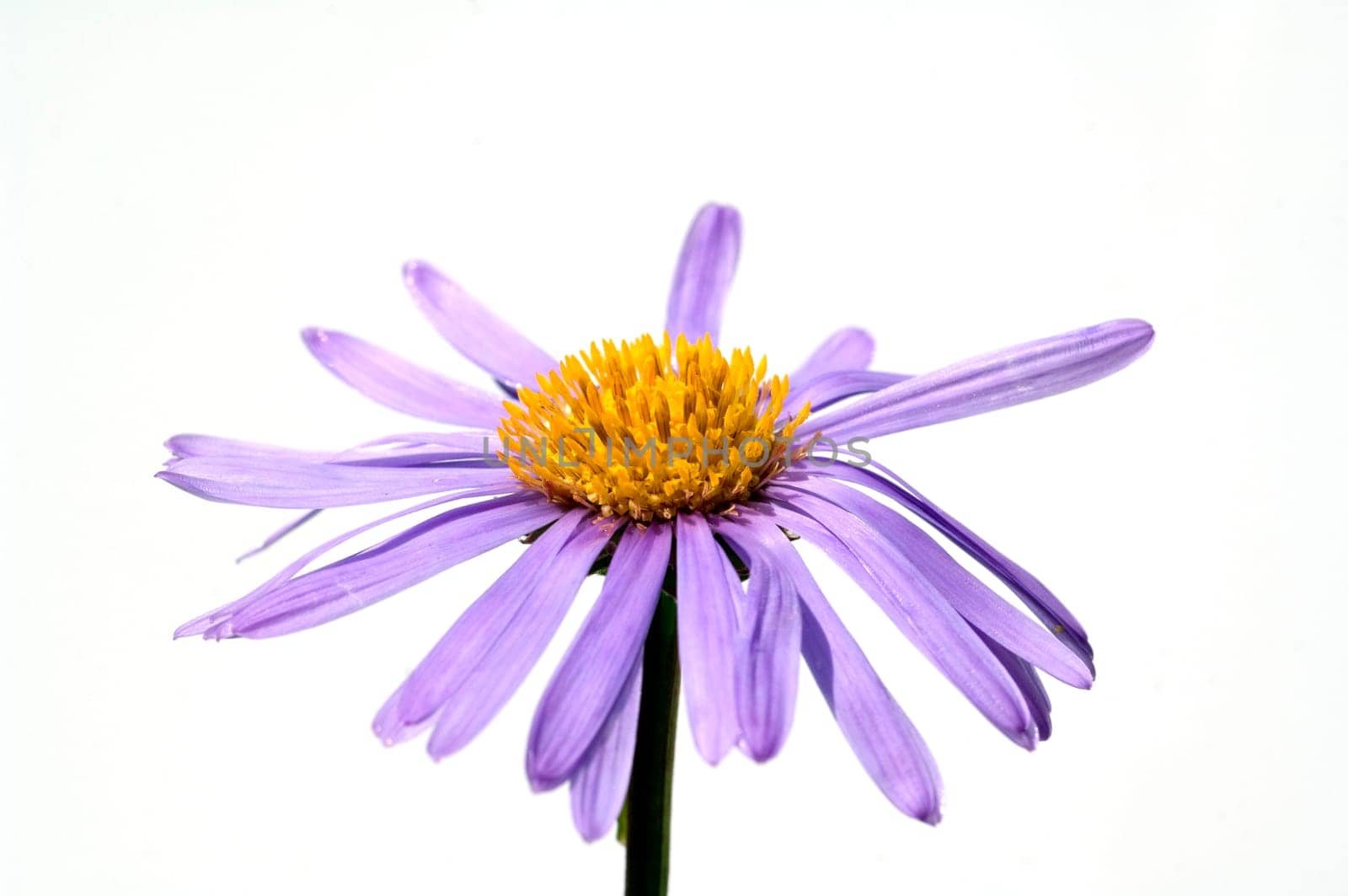 Alpenaster, Aster alpinus