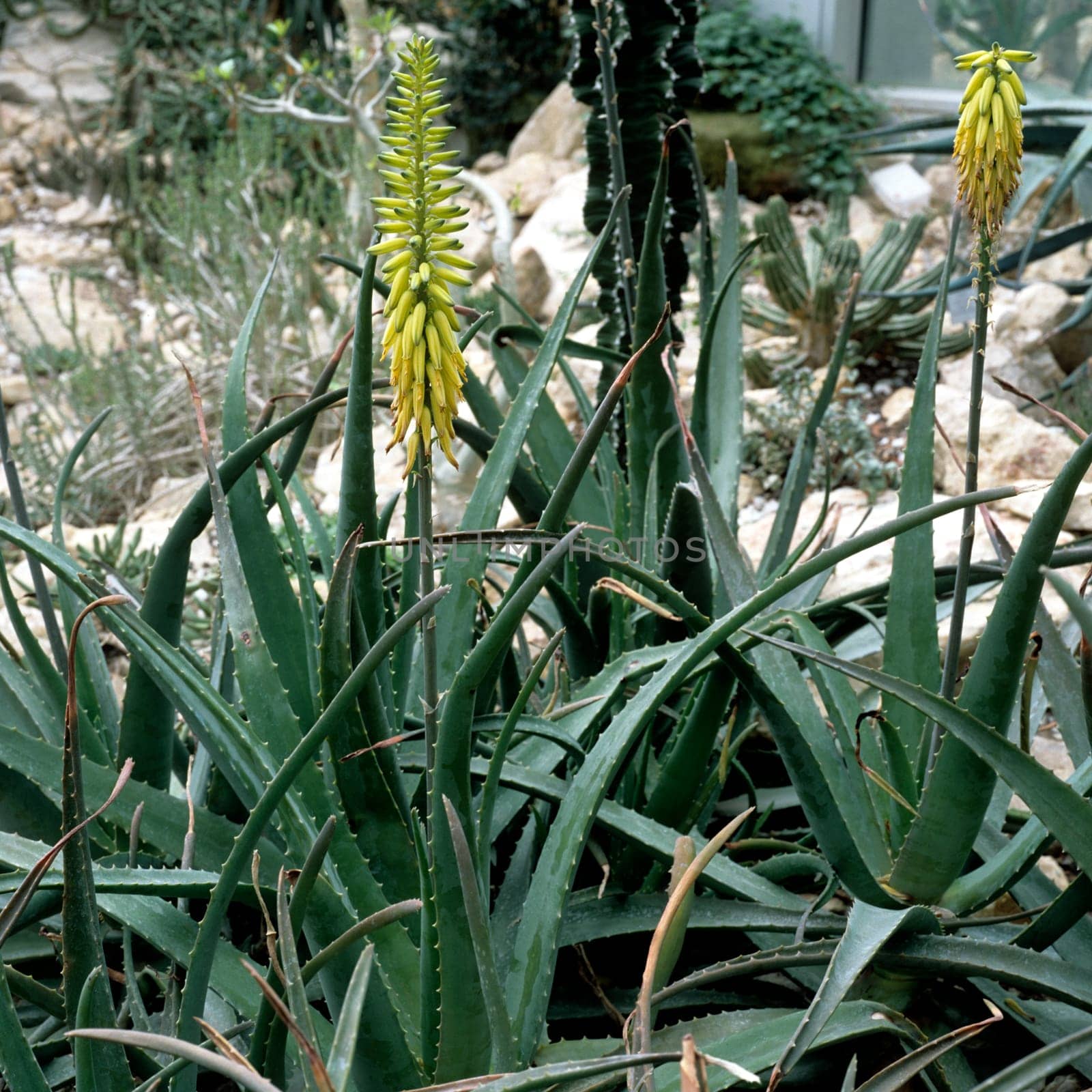 Aloe Vera
