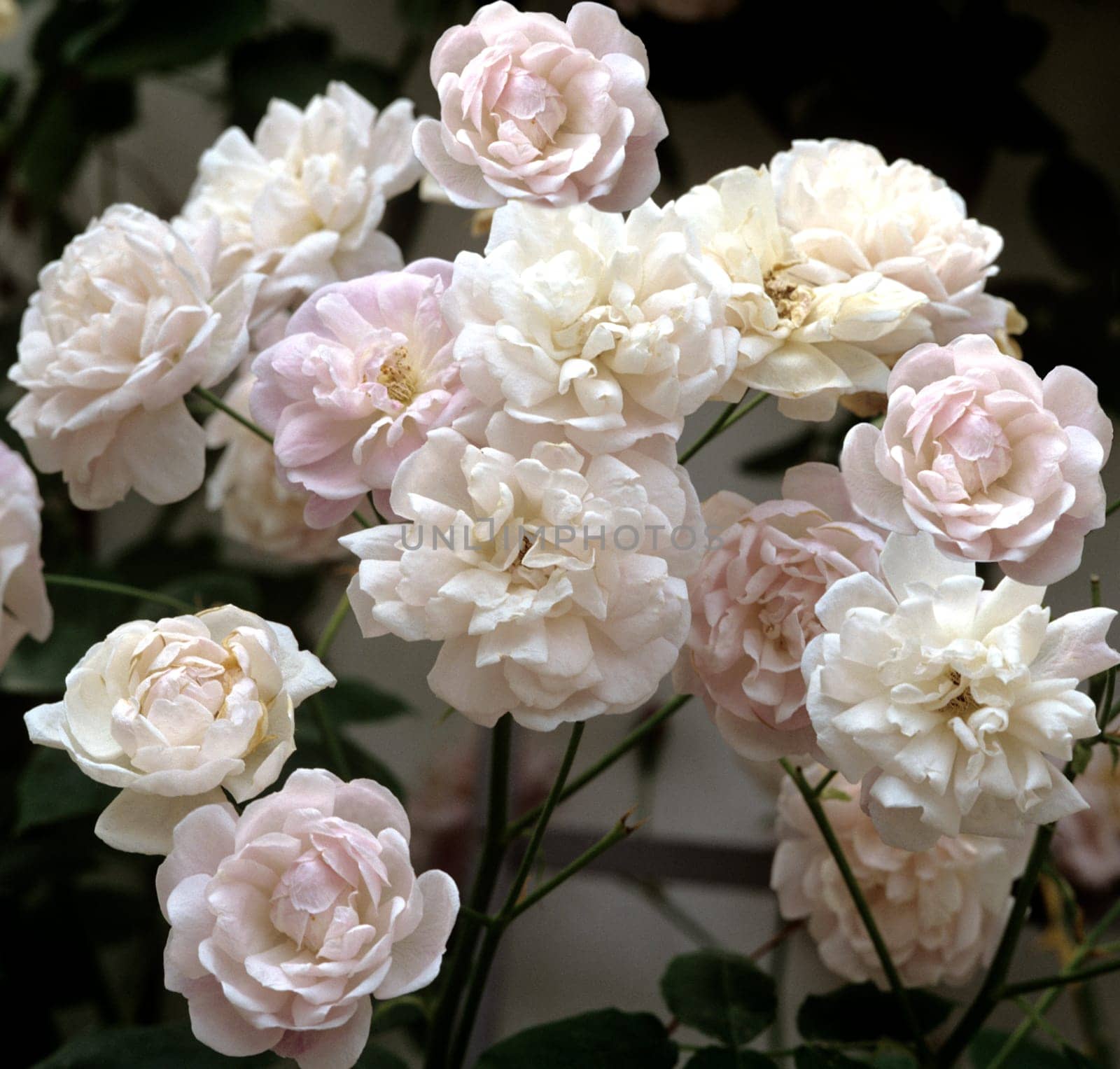 Alte Rose, Blusch Noisette