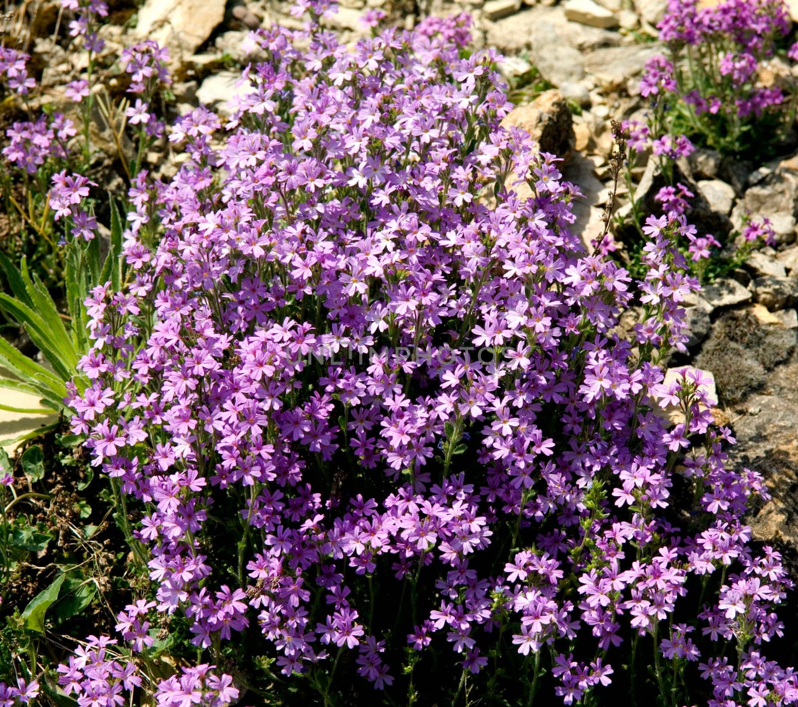 Alpenbalsam  Erinus alpinus