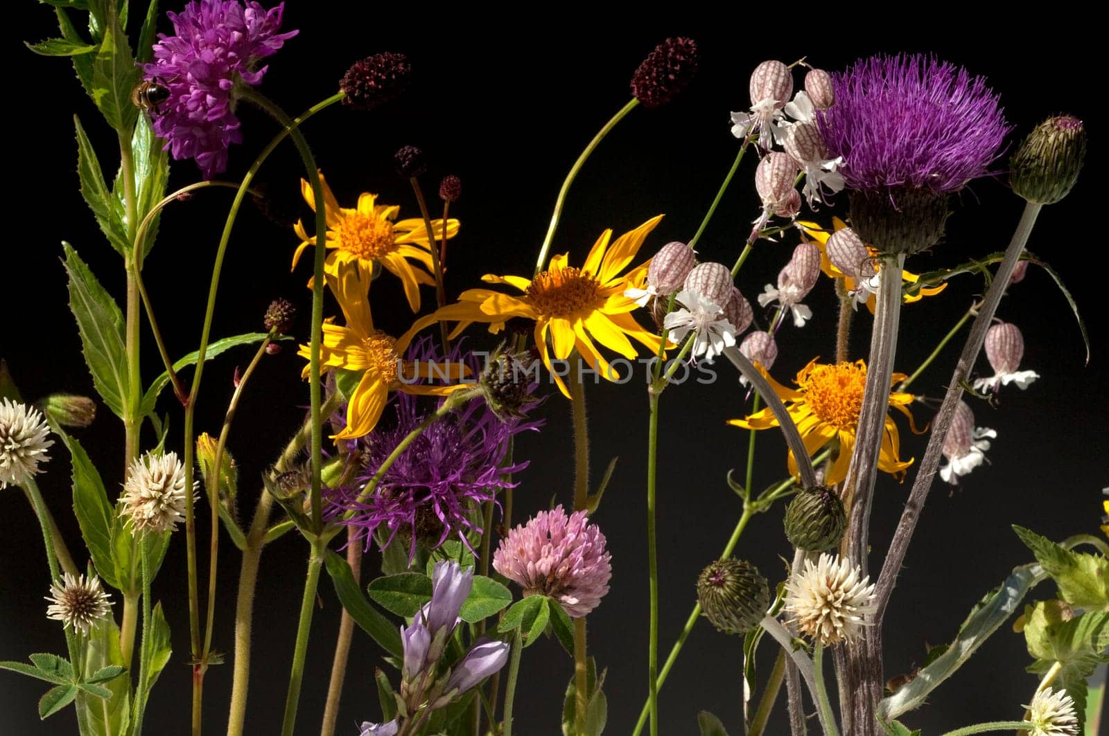 Alpenblumen, Blumenwiese