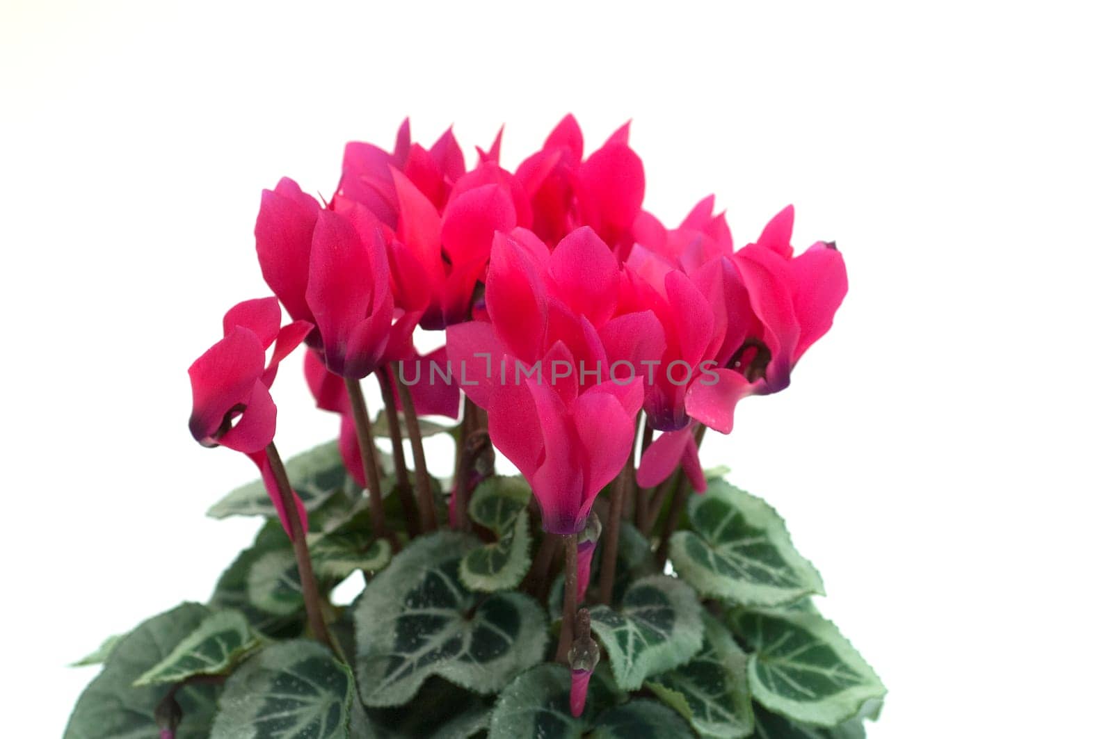 Alpenveilchen, Cyclamen, Cyclamen-Persicum-Hybriden