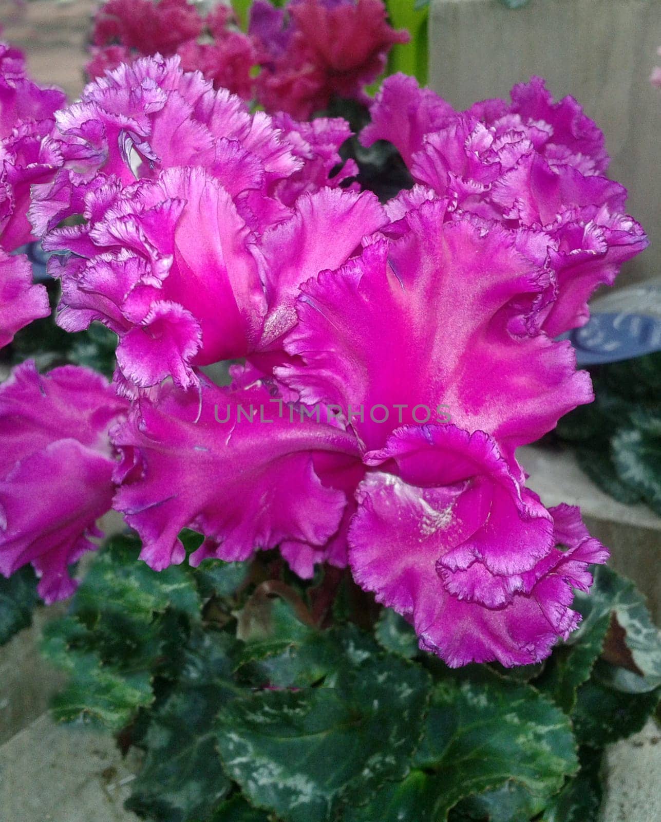 Alpenveilchen  Cyclamen  gefuellte