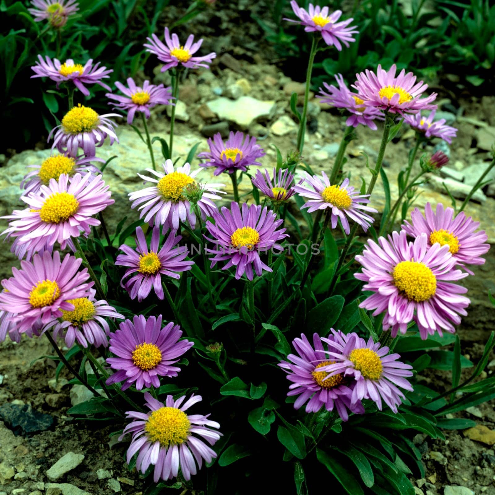 Alpenaster, Aster alpinus