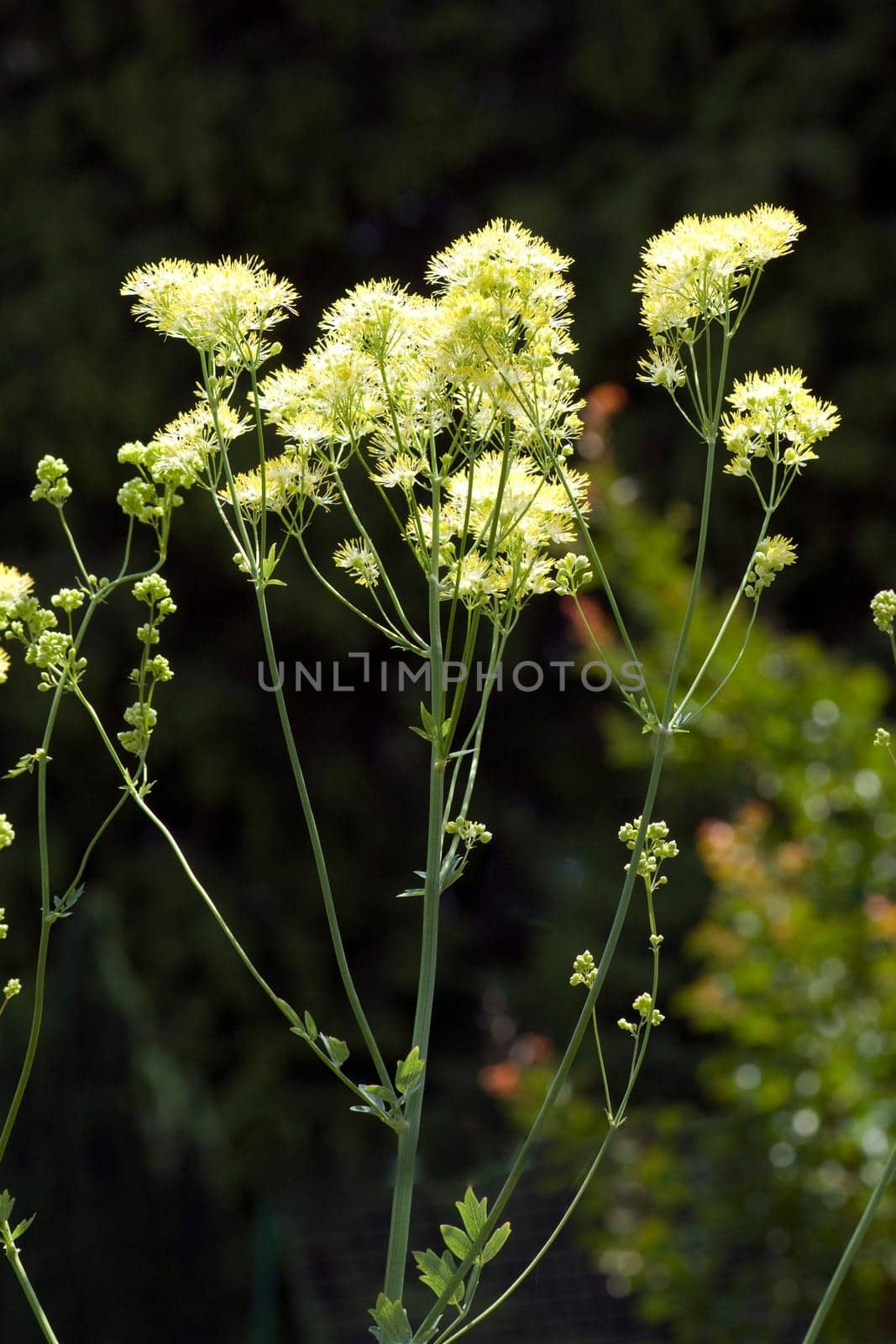 Alpine kleine Wiesenraute