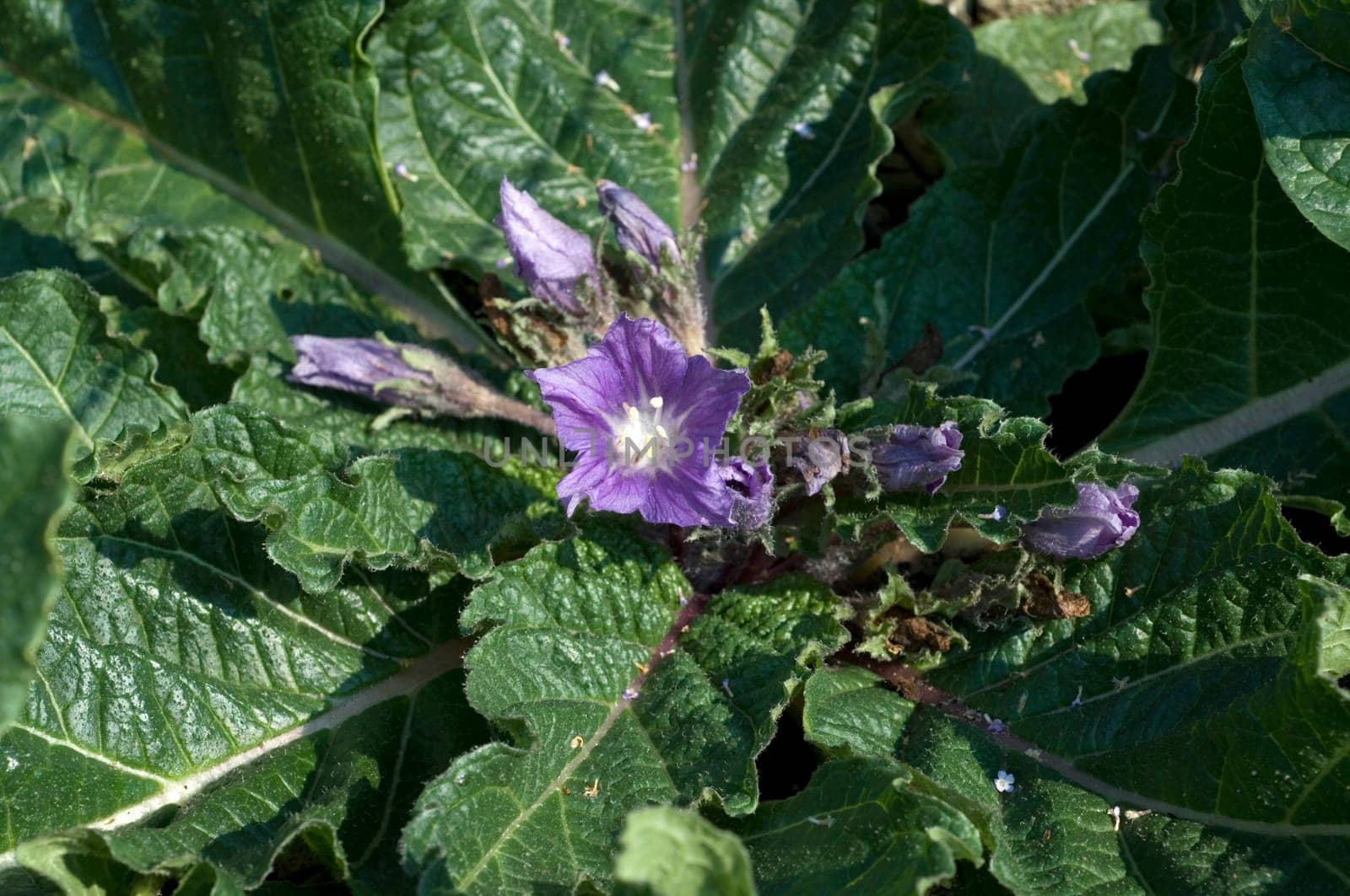 Alraune  Mandragora officinarum