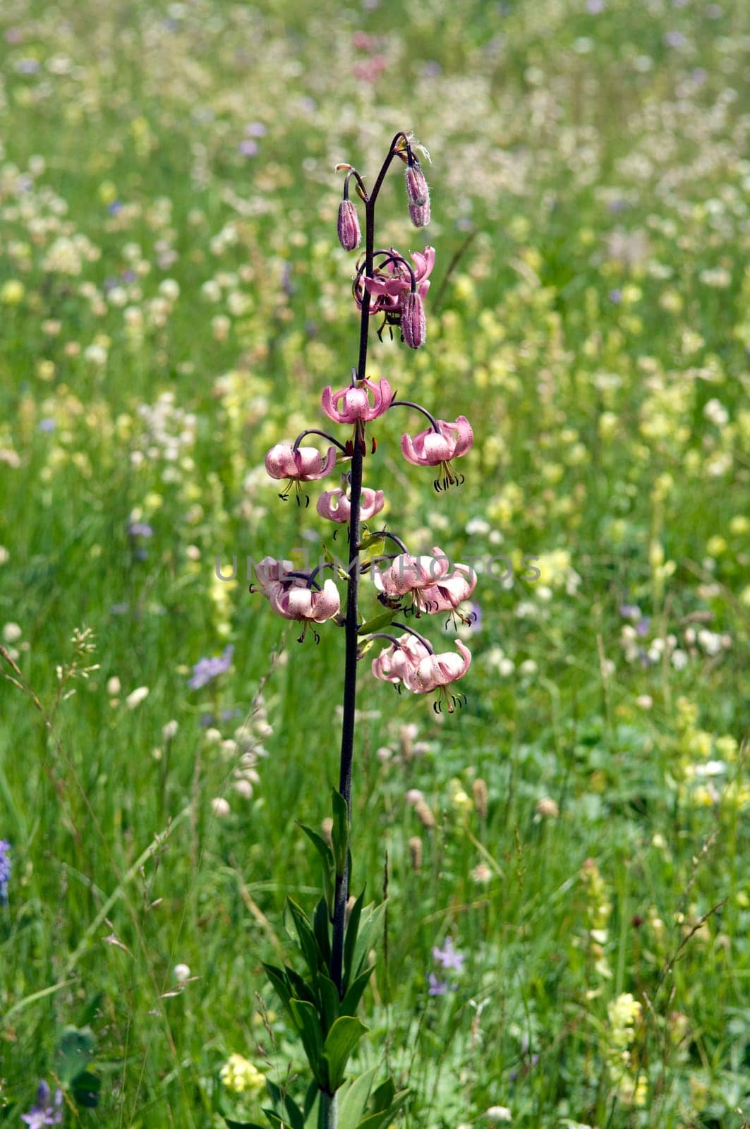 Alpenblumenwiese  Tuerkenbund