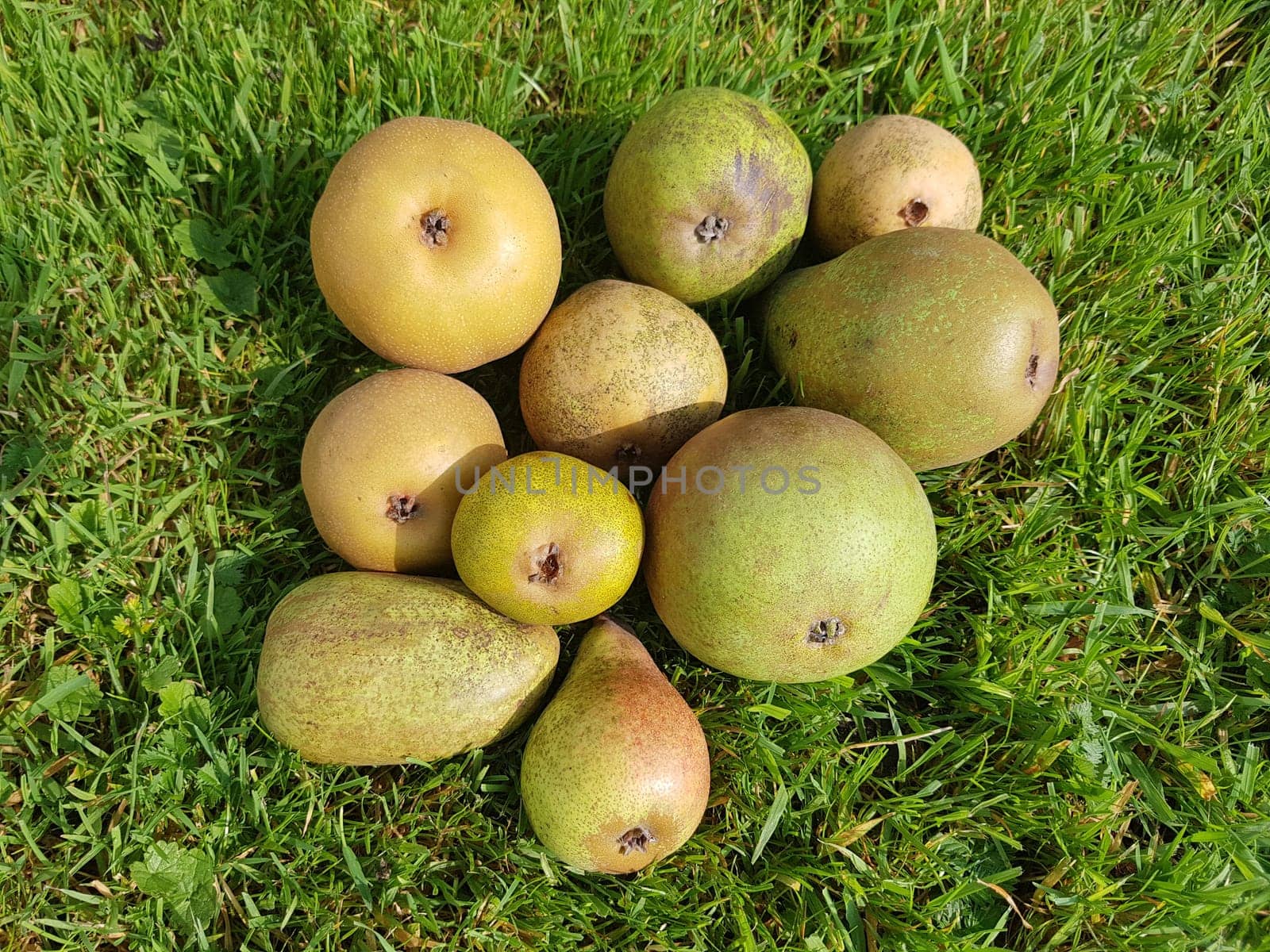 Alte Birnensorten, Birnen, verschiedene, Pyrus communis