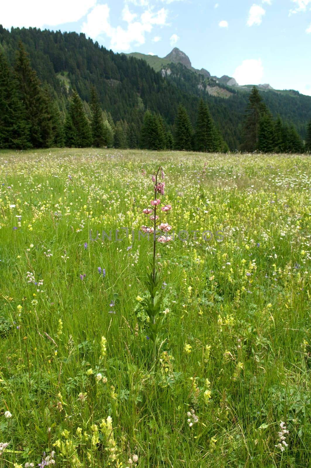 Alpenblumenwiese  Tuerkenbund