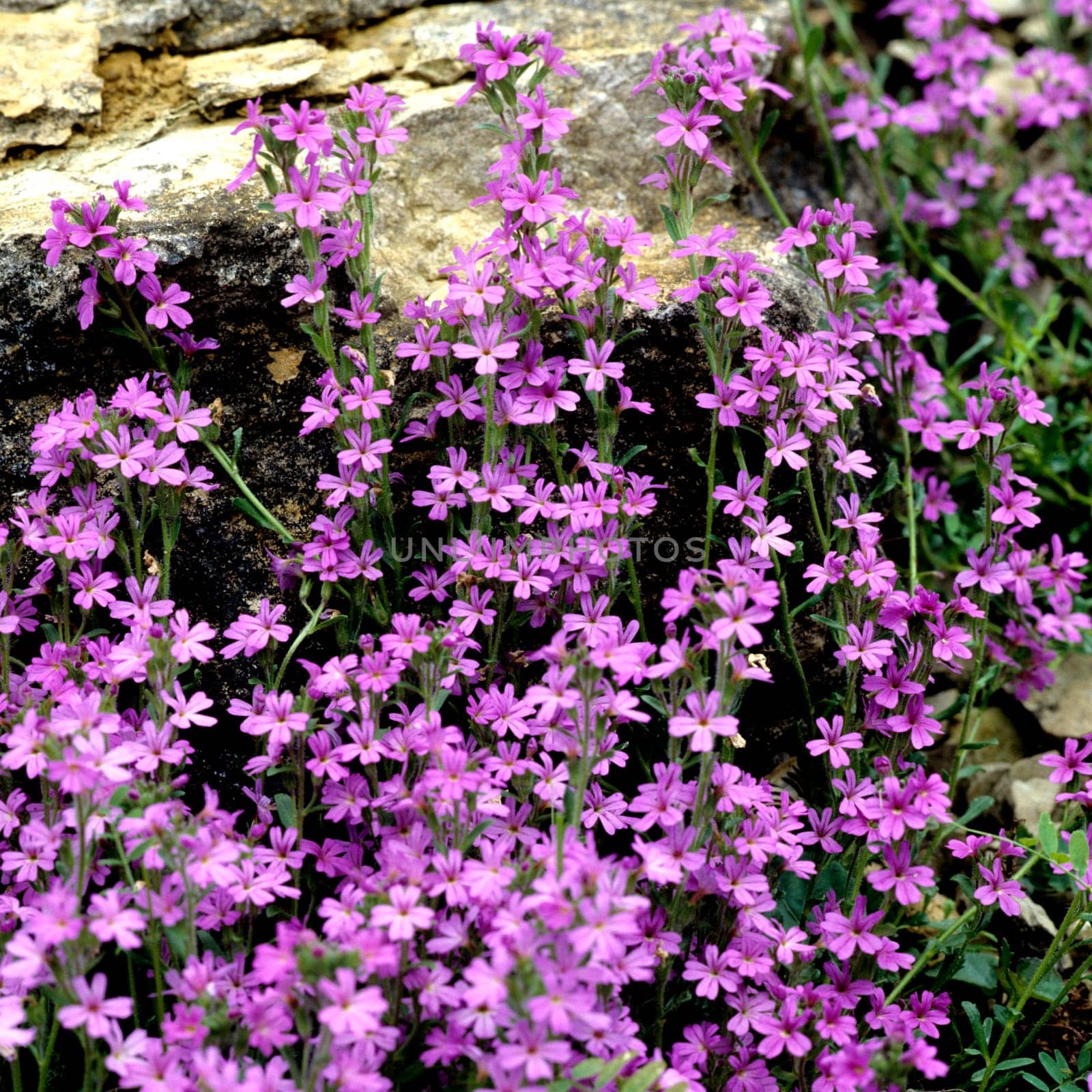 Alpenbalsam, Erinus alpinus, Steinbalsam