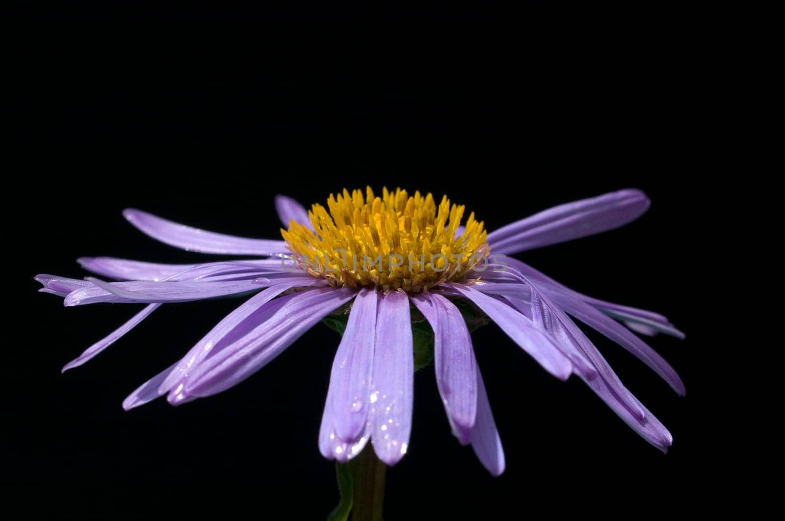 Alpenaster, Aster, alpinus