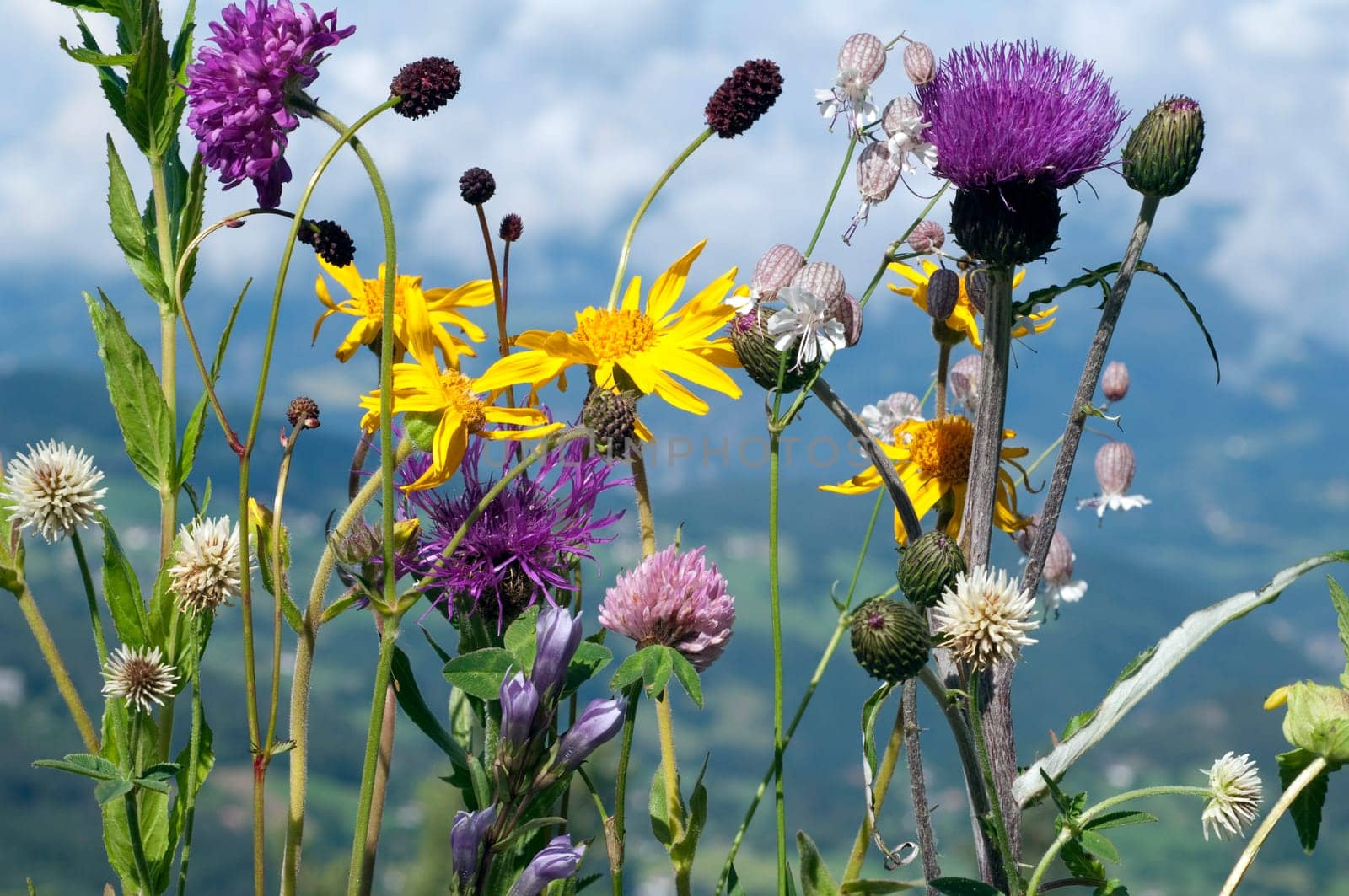 Alpenblumen, Blumenwiese