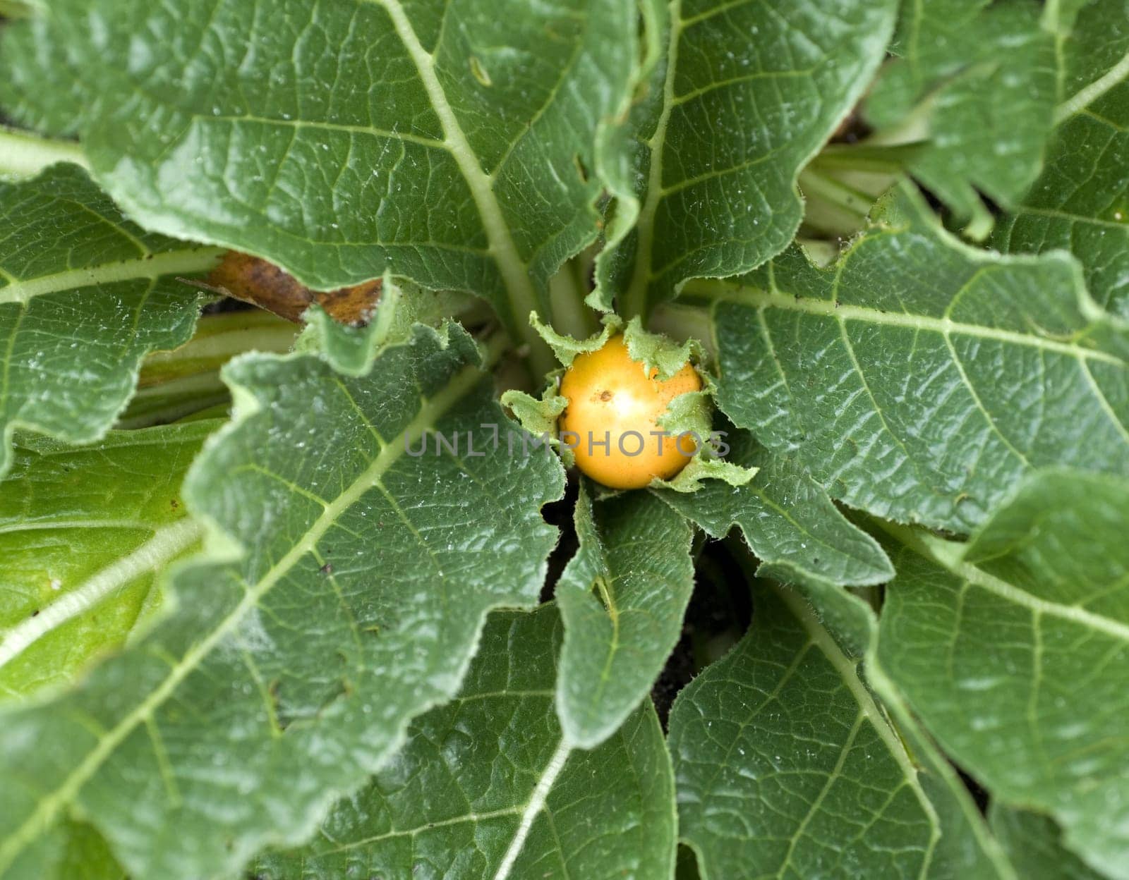 Alraune  Mandragora officinarum