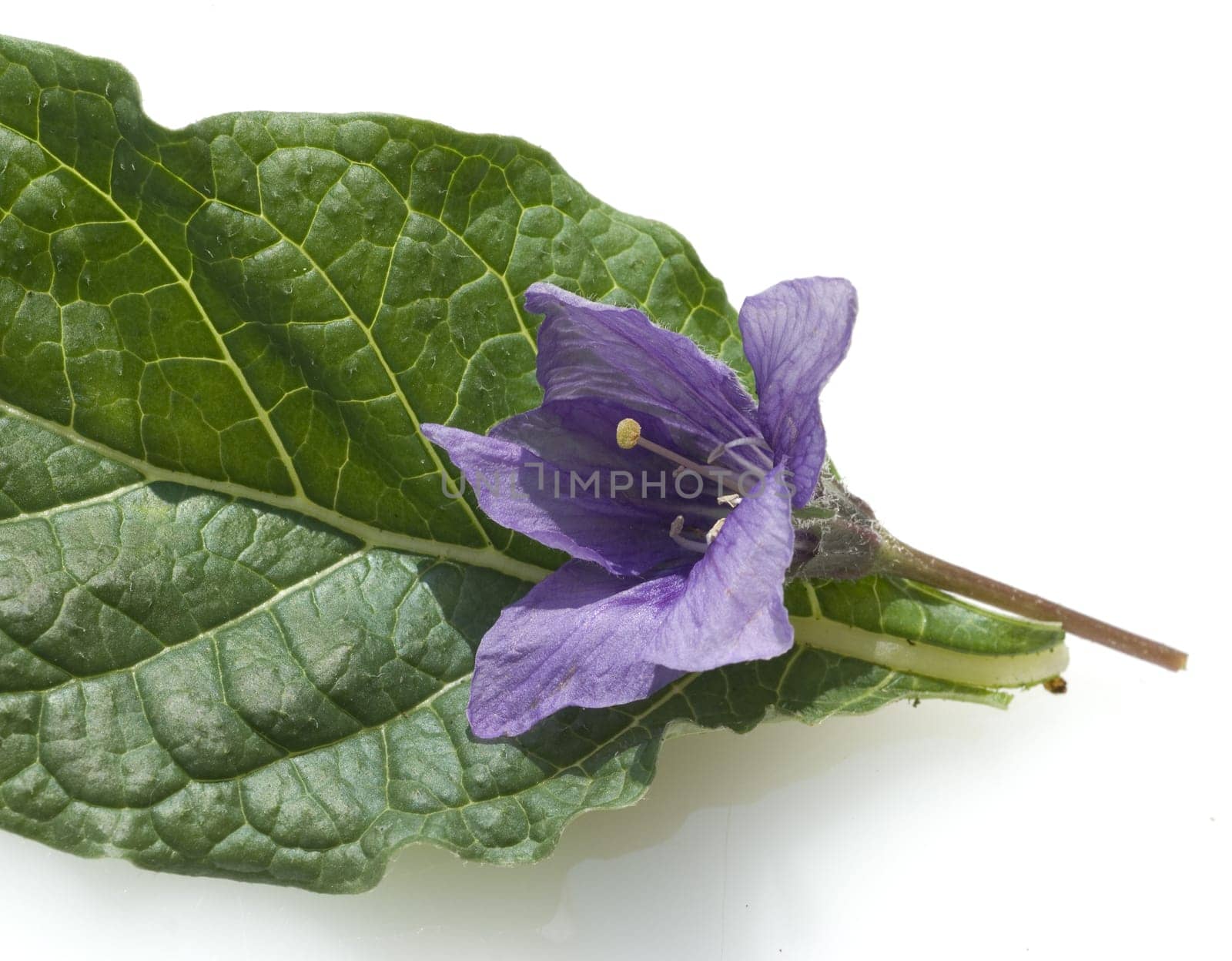 Alraune  Mandragora officinarum