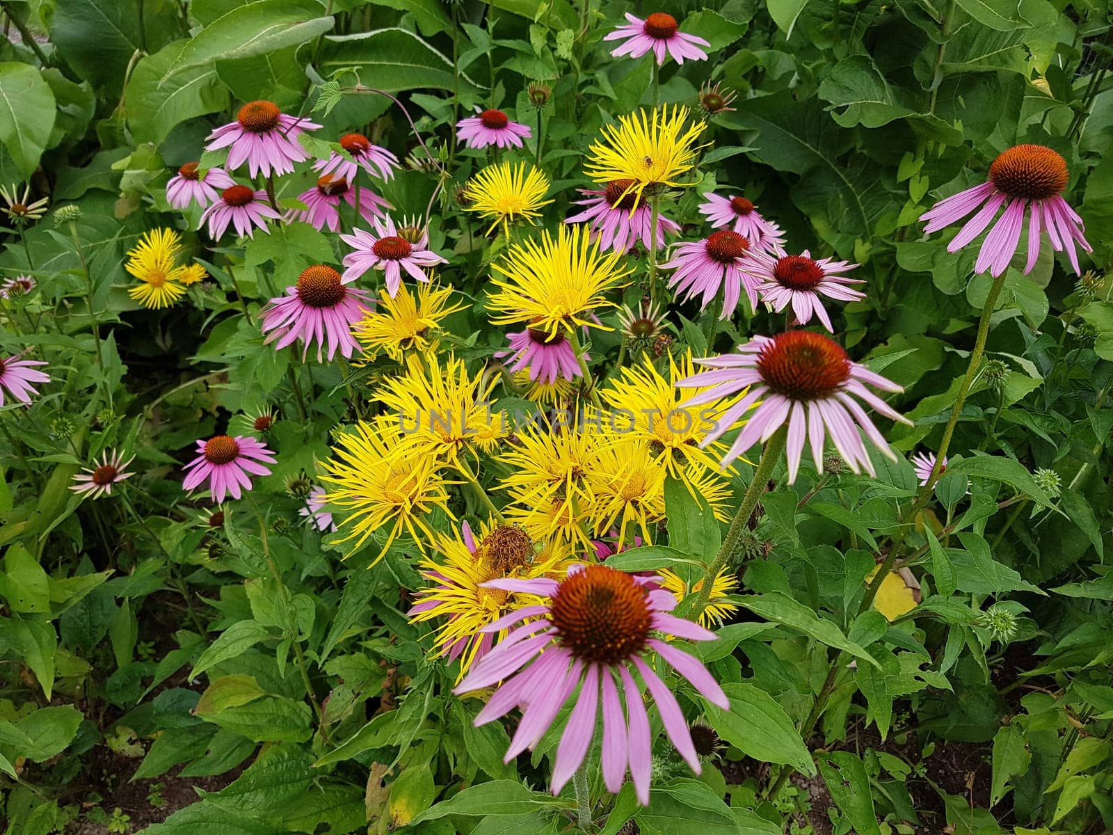 Alant  Roter Sonnenhut  Echinacea  purpurea  Inula Helenium, heilpflanze
