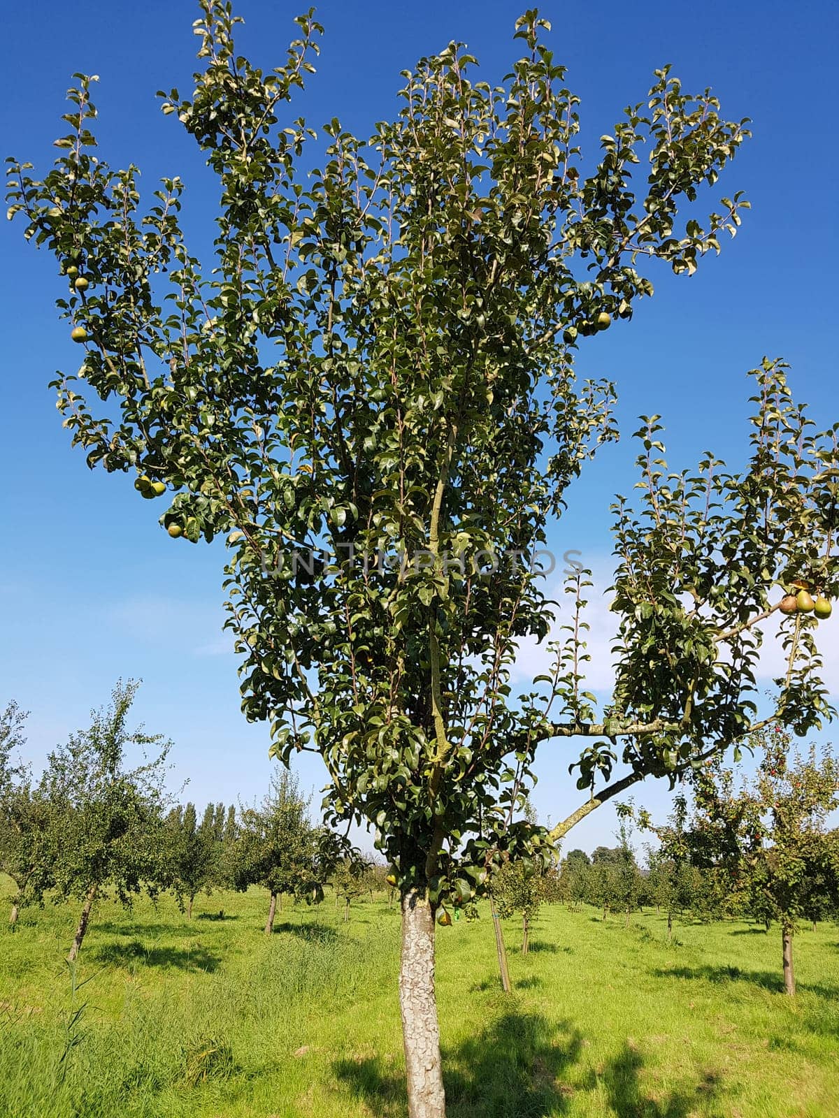Altlaender Klinkbergamotte, Birnen, Alte Birnensorte, Pyrus communis