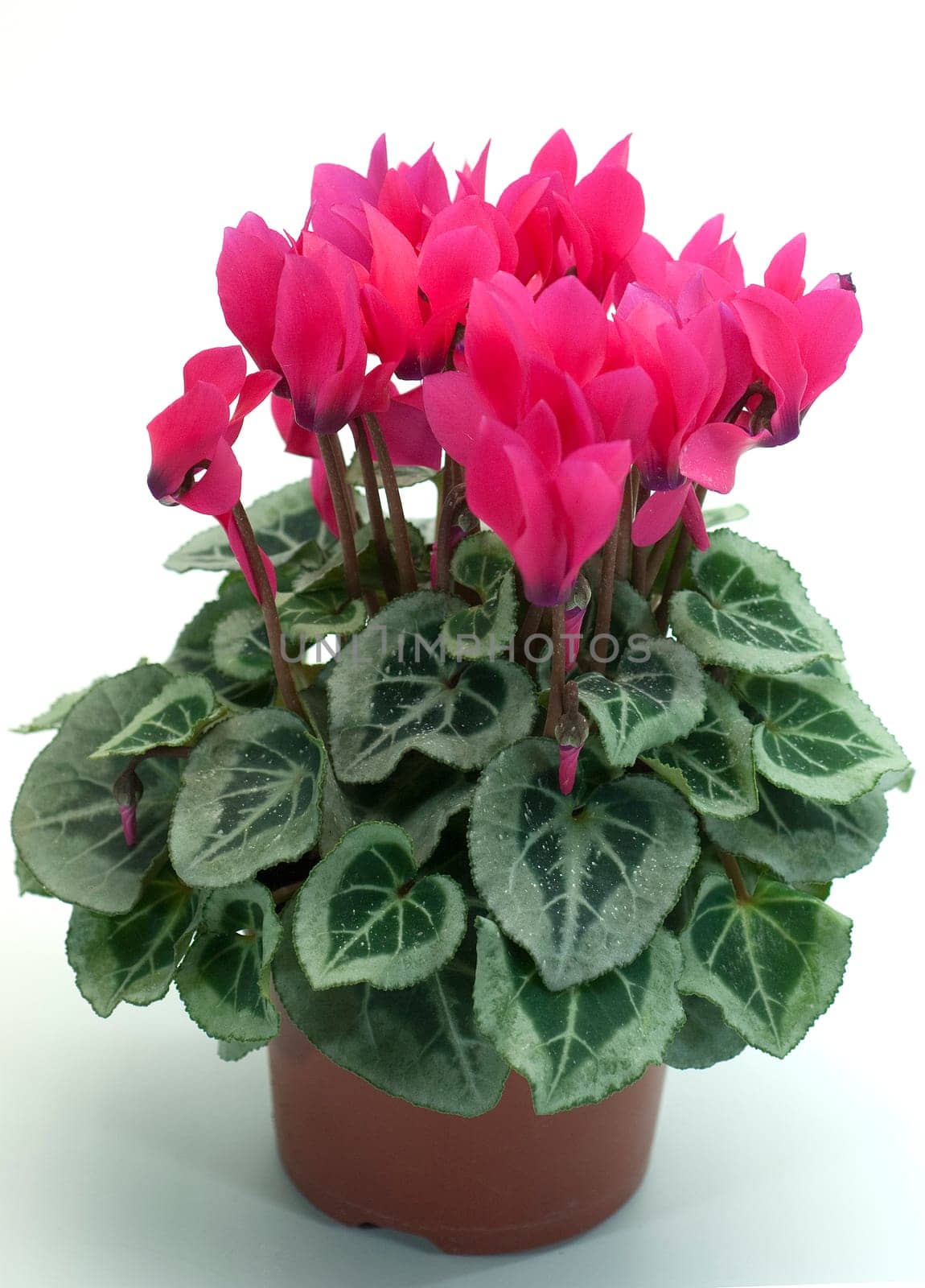 Alpenveilchen, Cyclamen, Cyclamen-Persicum-Hybriden