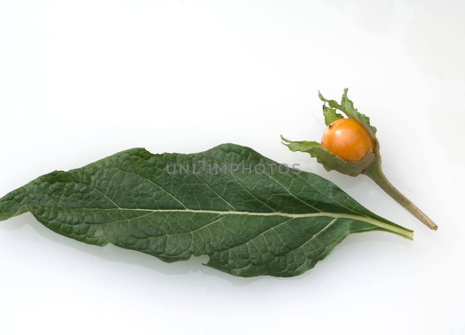 Alraune  Mandragora officinarum