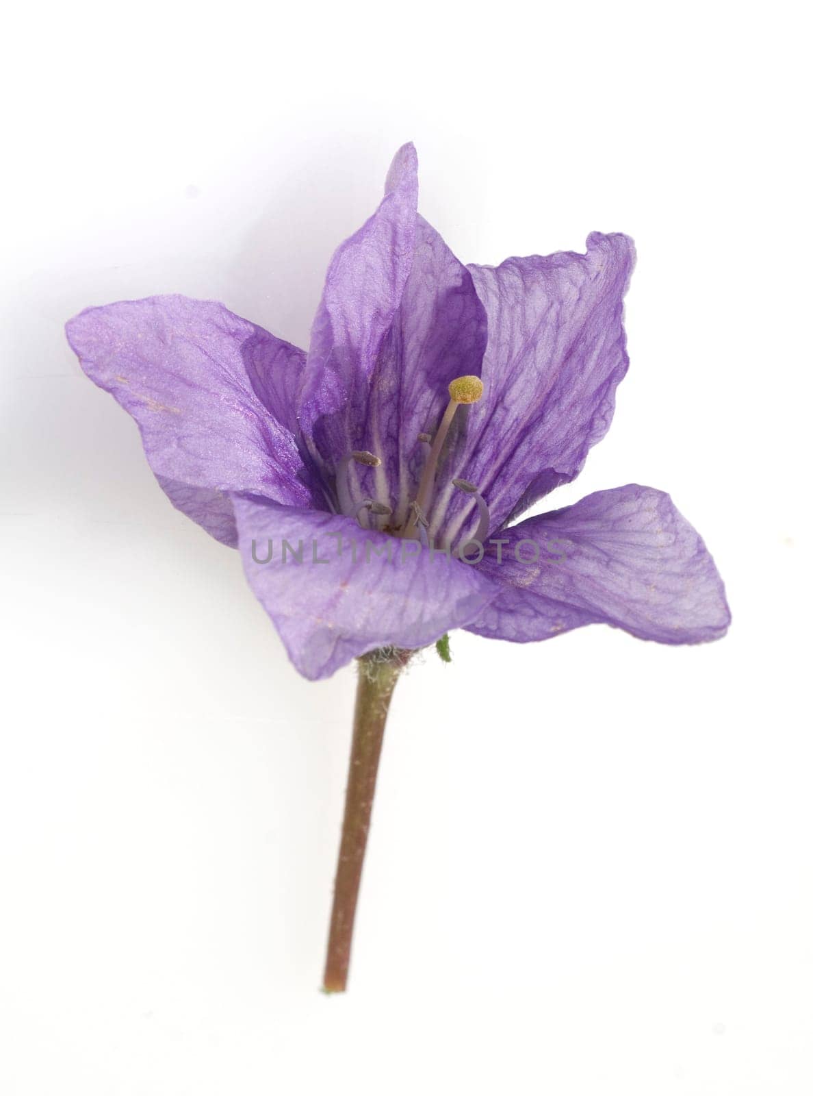 Alraune  Mandragora officinarum