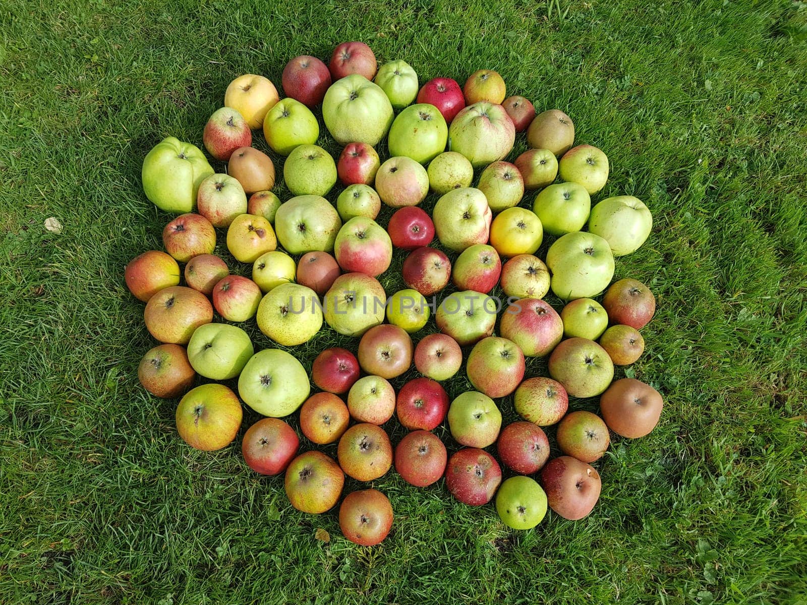 Alte Apfelsorten, verschiedene, Apfel, Malus, domestica, Aepfel