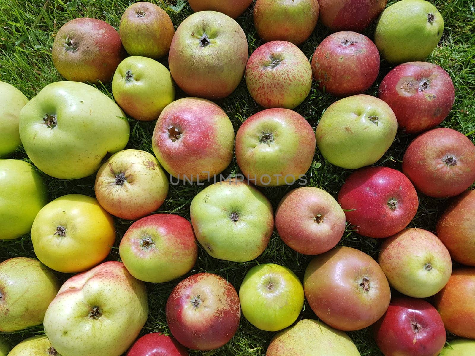 Alte Apfelsorten, verschiedene, Apfel, Malus, domestica, Aepfel
