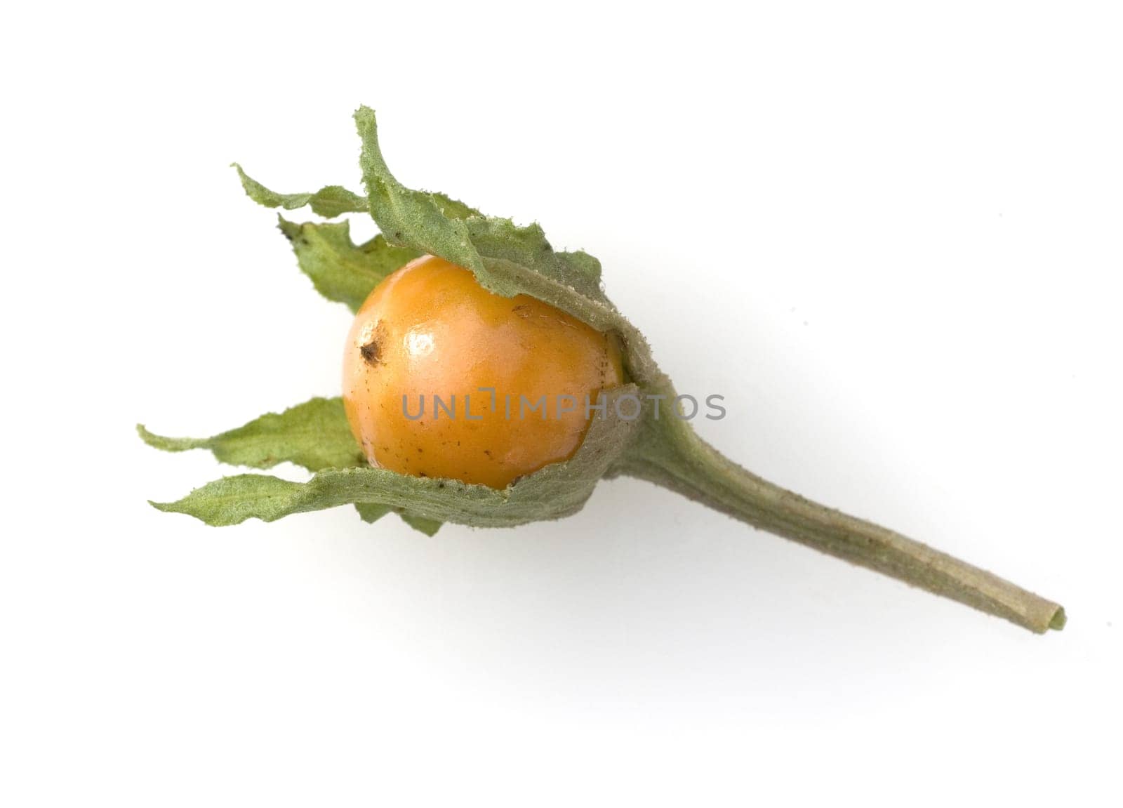 Alraune  Mandragora officinarum