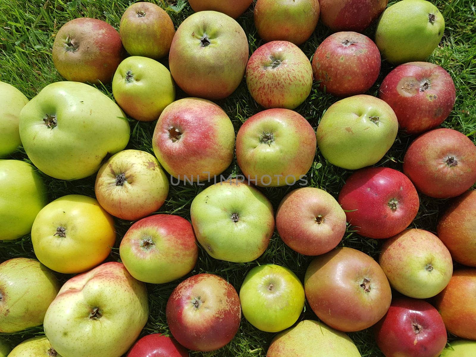 Alte Apfelsorten, verschiedene, Apfel, Malus, domestica, Aepfel