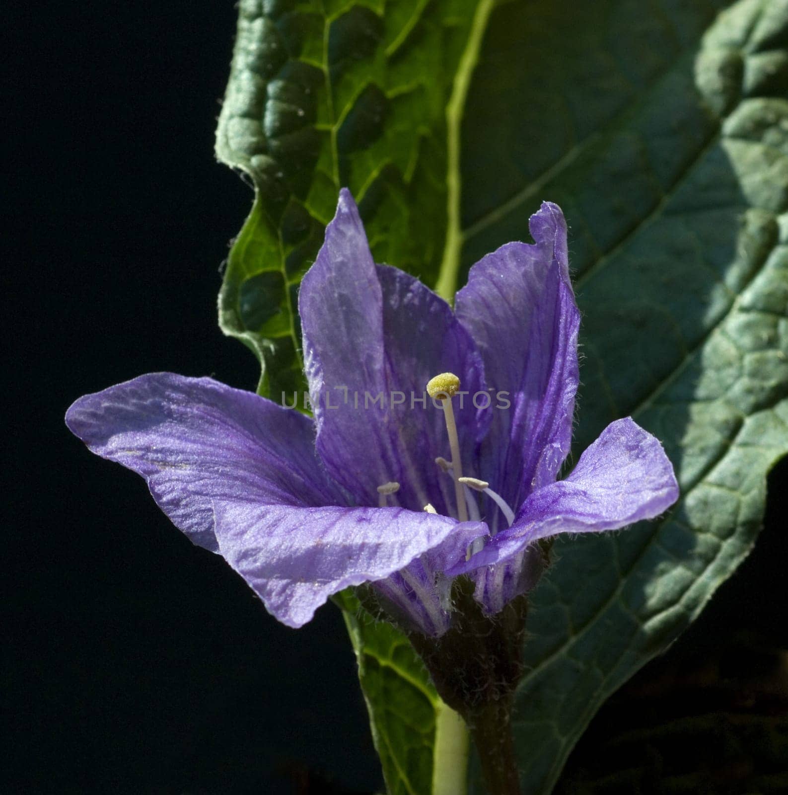 Alraune  Mandragora officinarum