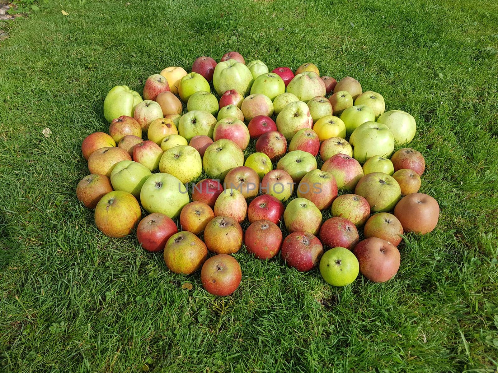 Alte Apfelsorten, verschiedene, Apfel, Malus, domestica, Aepfel
