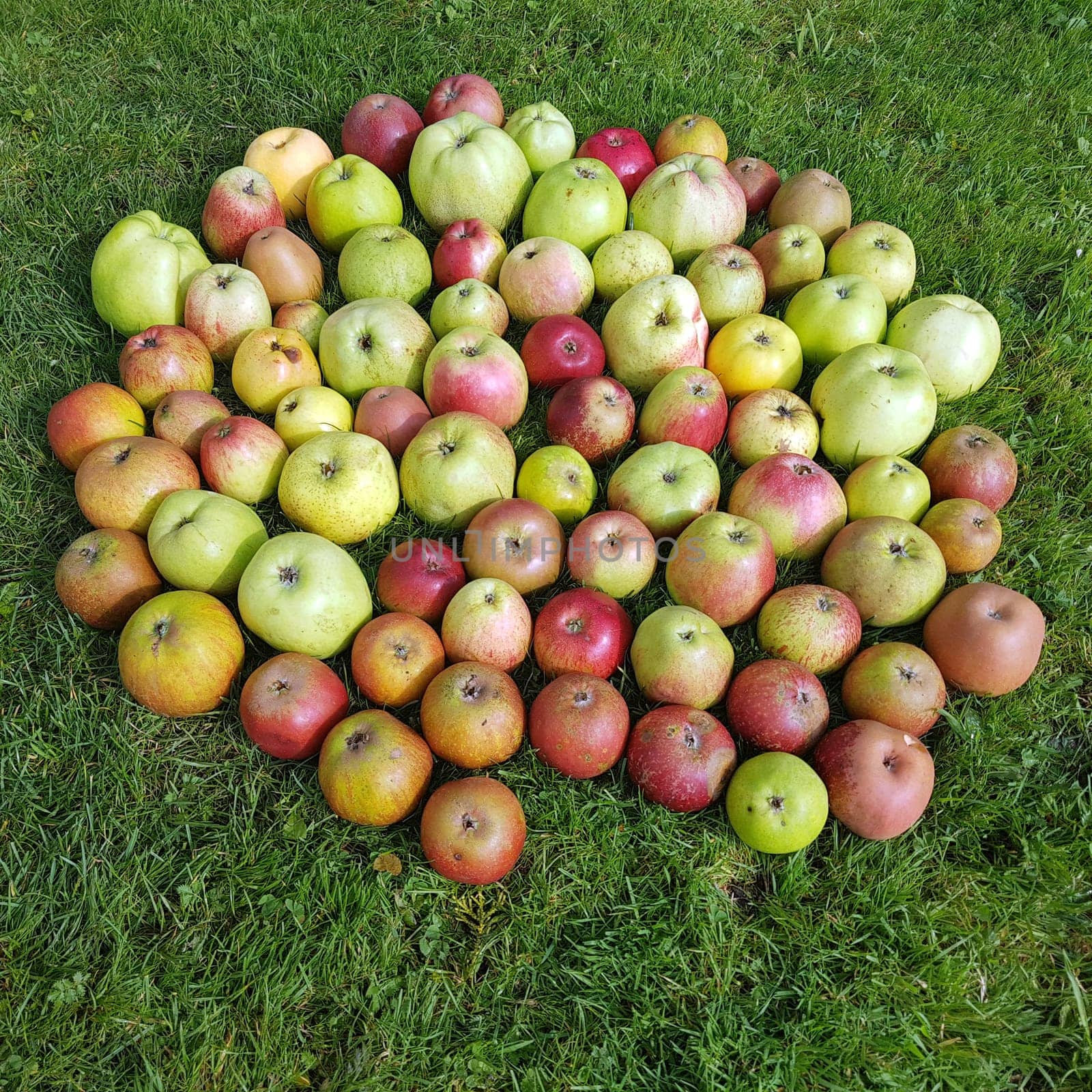Alte Apfelsorten, verschiedene, Apfel, Malus, domestica, Aepfel