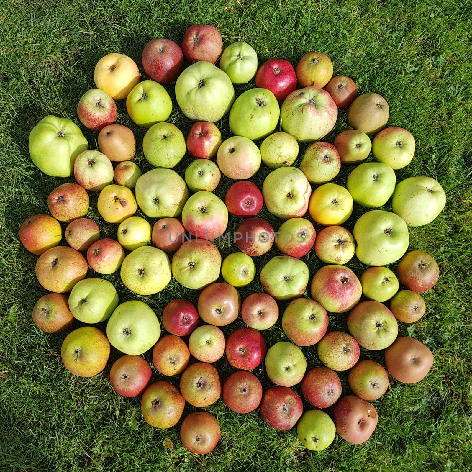 Alte Apfelsorten, verschiedene, Apfel, Malus, domestica, Aepfel