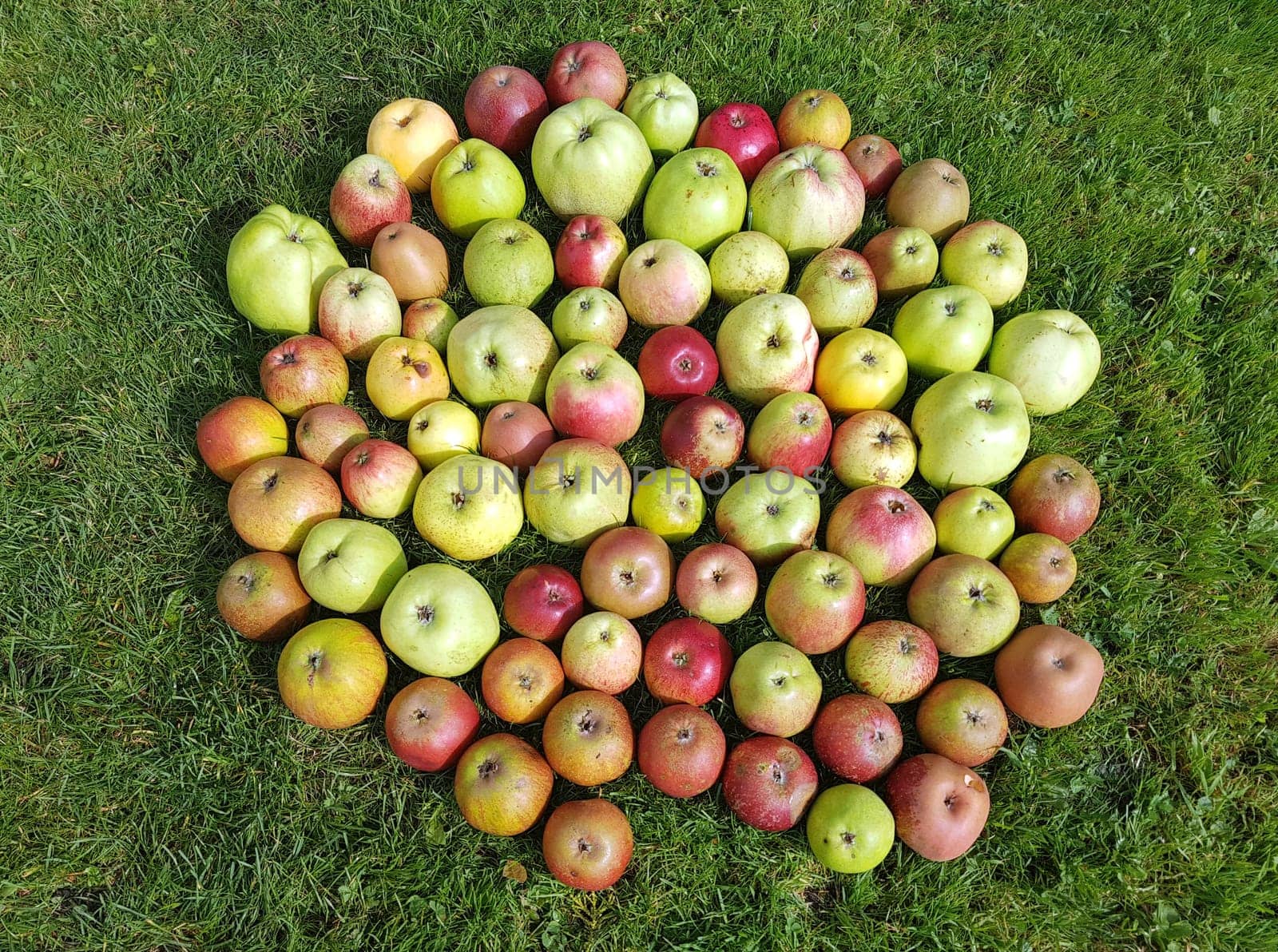 Alte Apfelsorten, verschiedene, Apfel, Malus, domestica, Aepfel