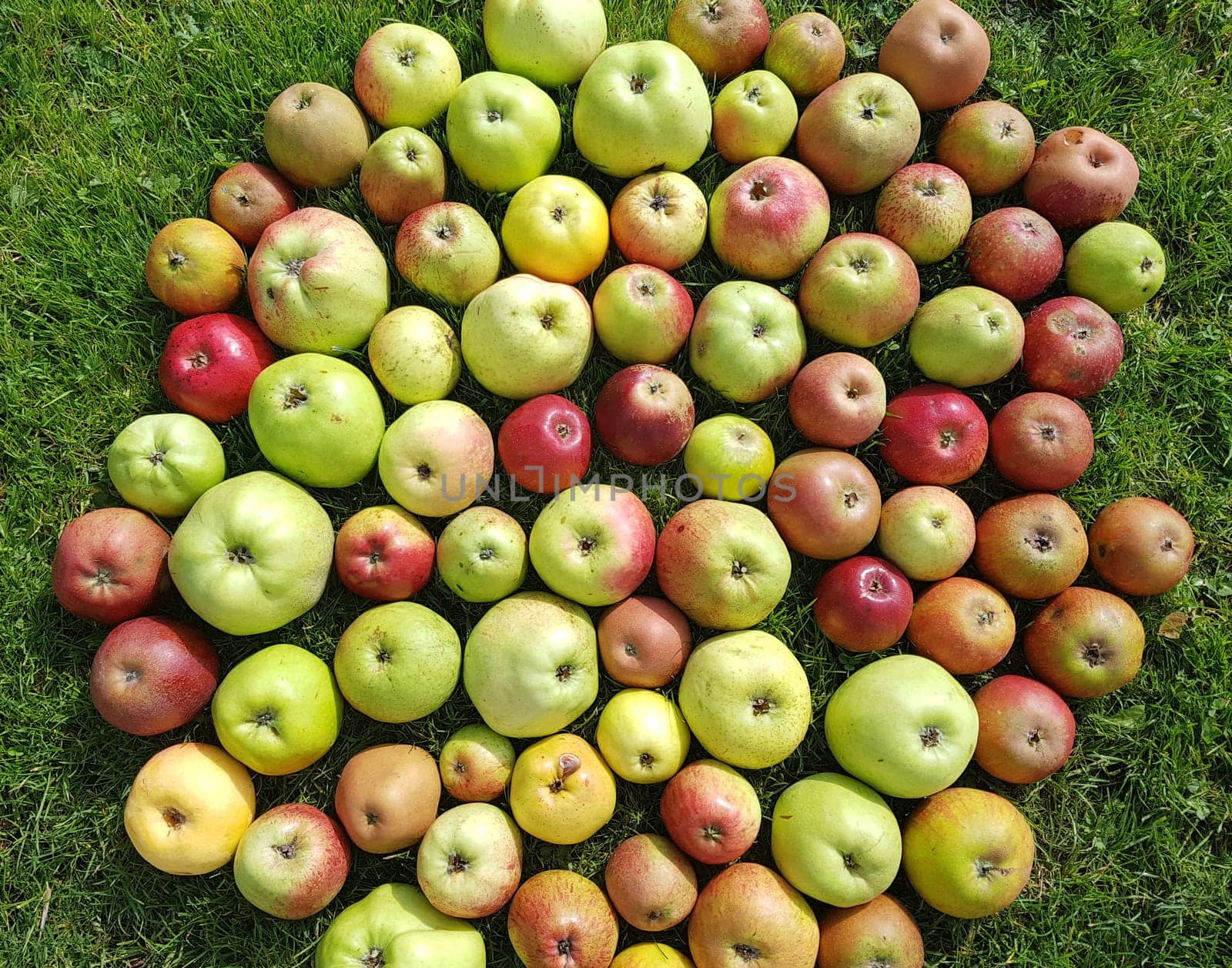 Alte Apfelsorten, verschiedene, Apfel, Malus, domestica, Aepfel