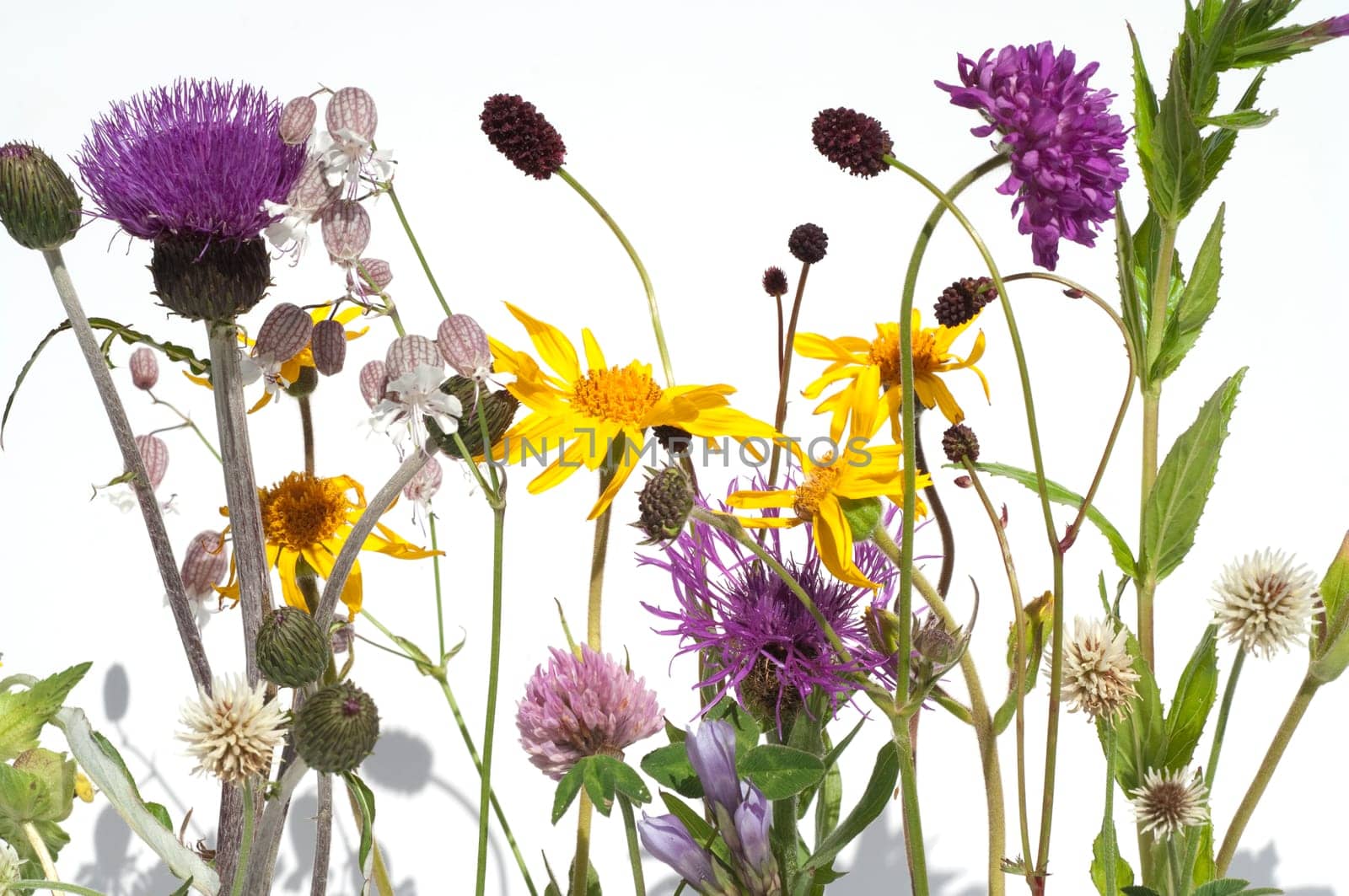 Alpenblumen, Blumenwiese