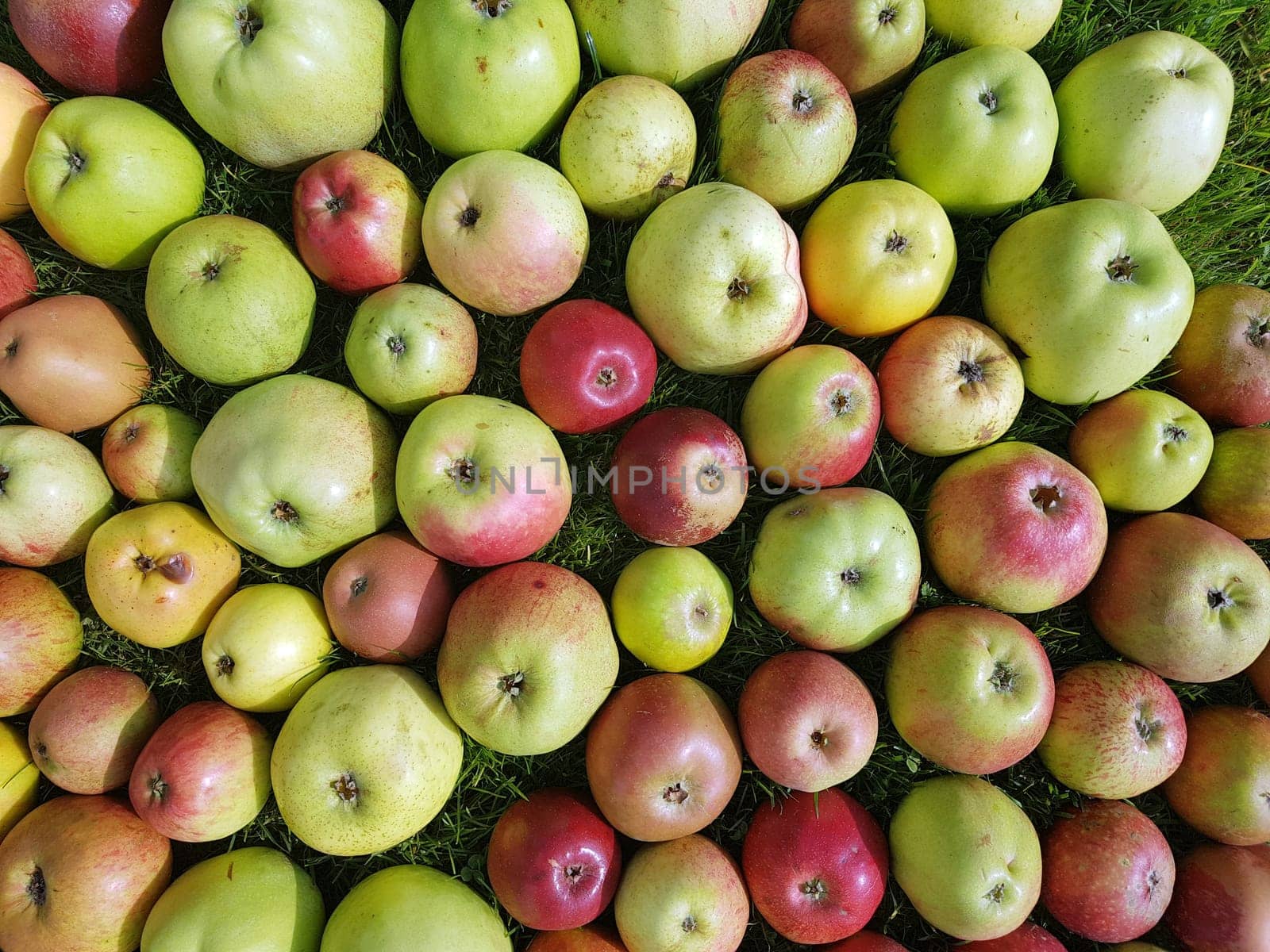 Alte Apfelsorten, verschiedene, Apfel, Malus, domestica, Aepfel