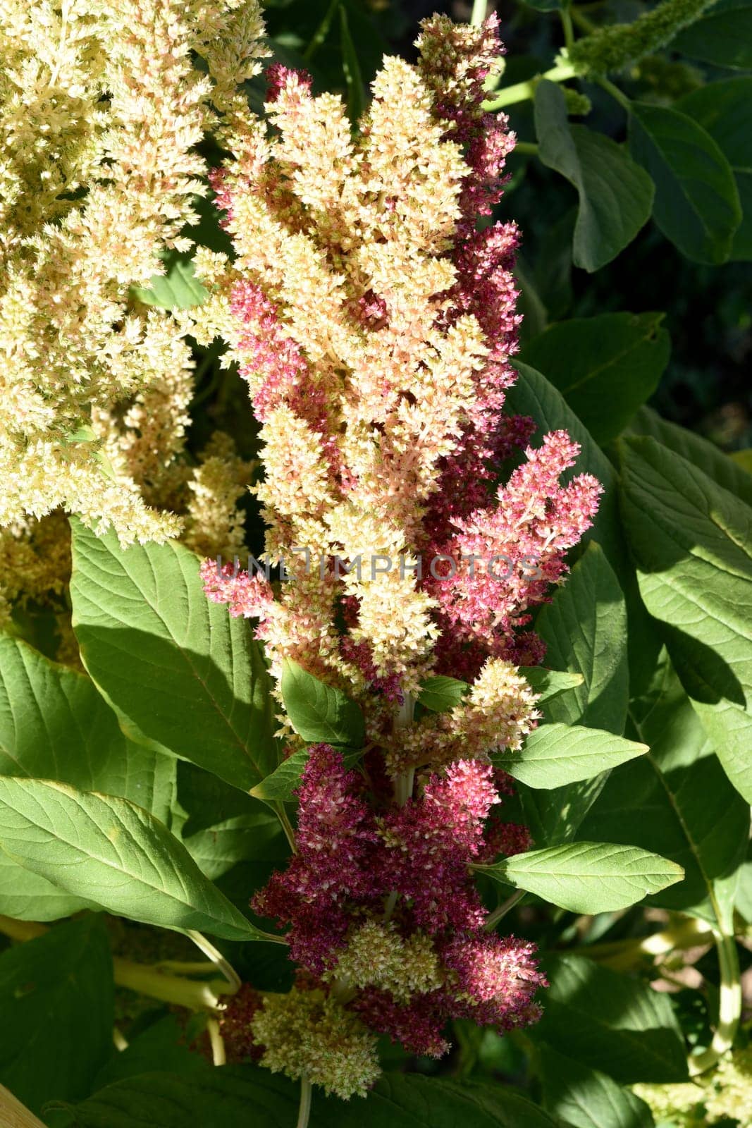 Fuchsschwanz, Amaranthus, Caudatus, Amarant