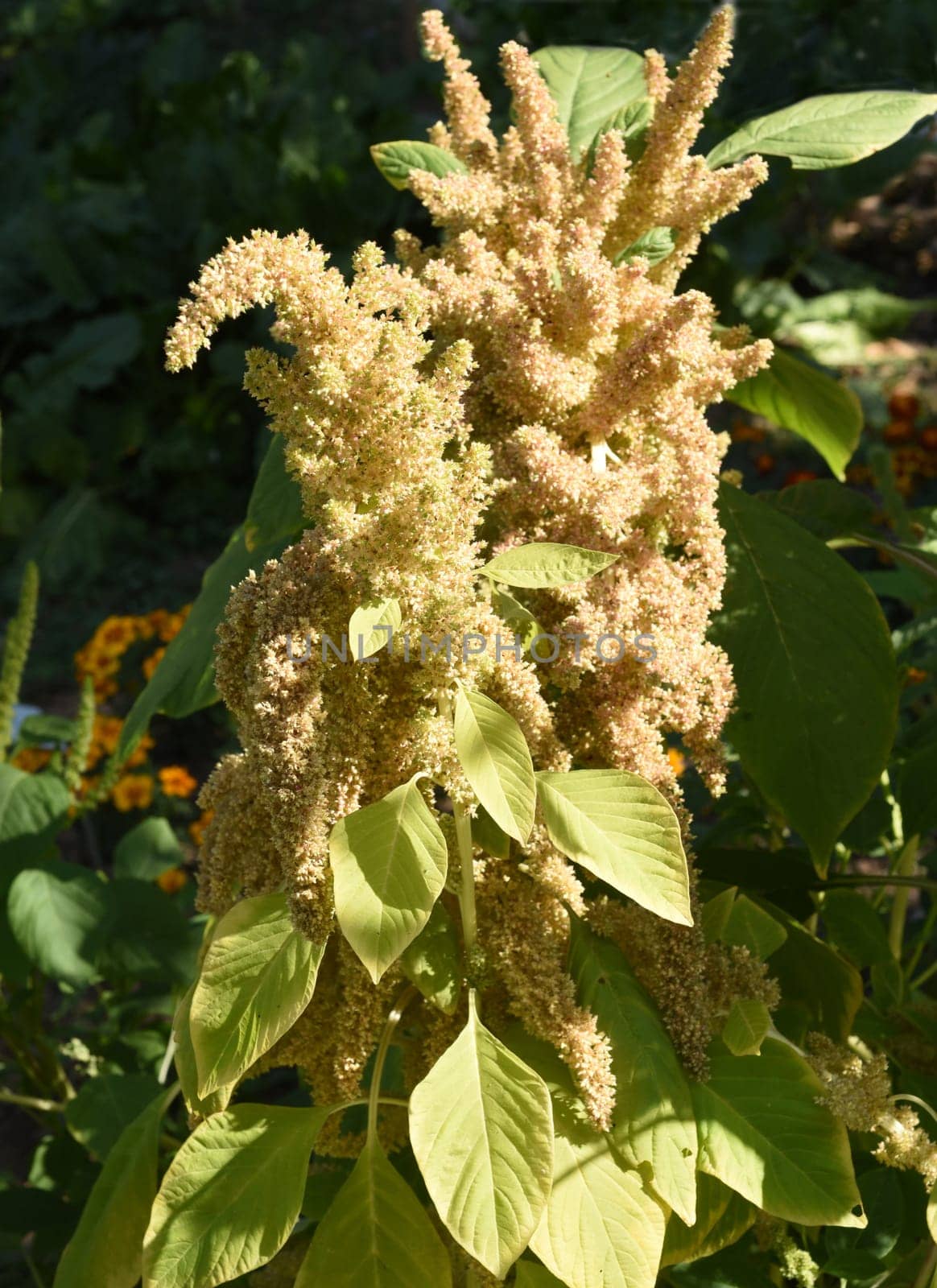 Fuchsschwanz, Amaranthus, Caudatus, Amarant