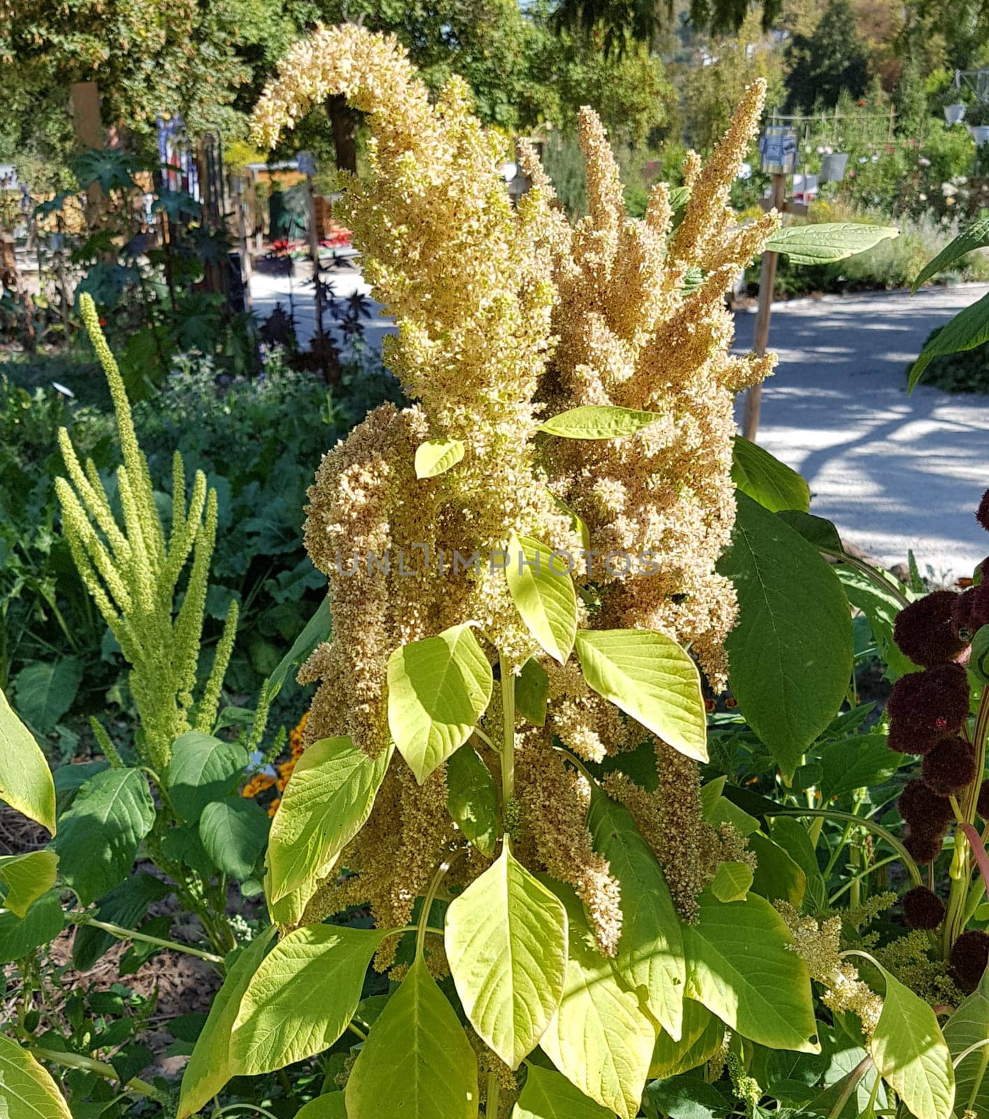 Fuchsschwanz, Amaranthus, Caudatus, Amarant