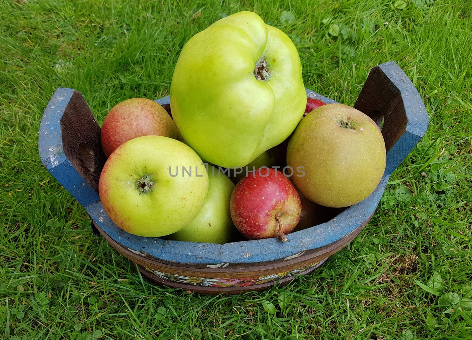 Alte Apfelsorten, verschiedene, Apfel, Malus, domestica
