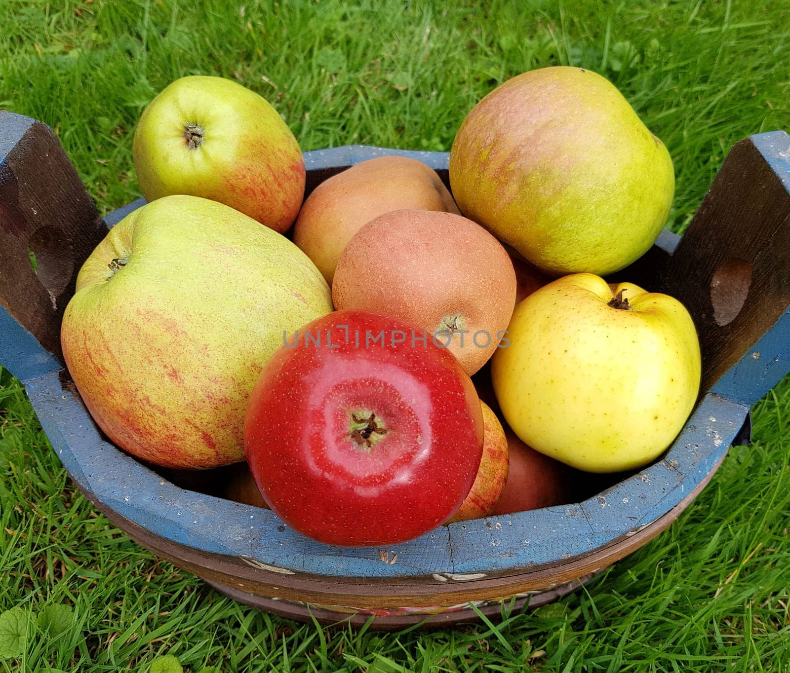 Alte Apfelsorten, verschiedene, Apfel, Malus, domestica, Aepfel