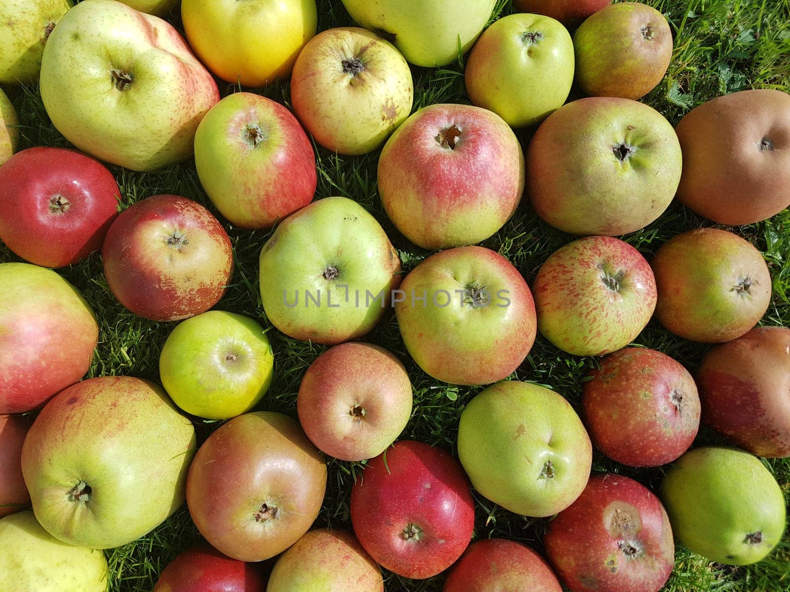 Alte Apfelsorten, verschiedene, Apfel, Malus, domestica, Aepfel
