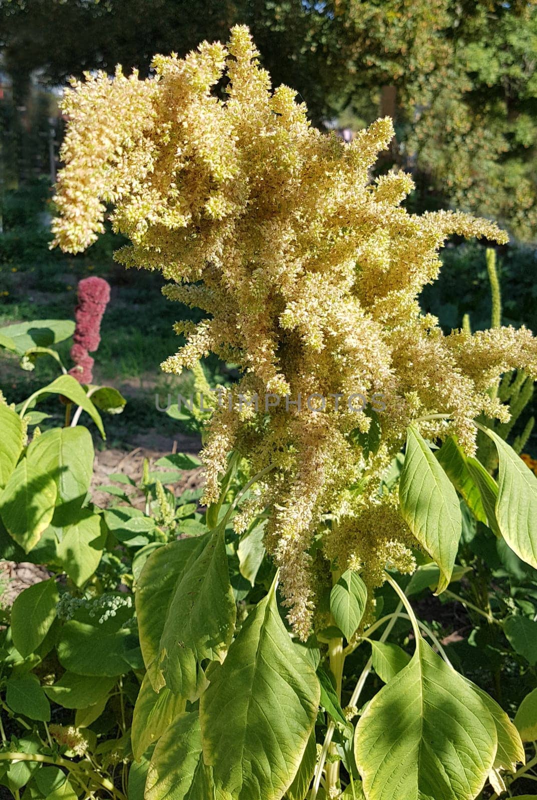 Fuchsschwanz, Amaranthus, Caudatus, Amarant